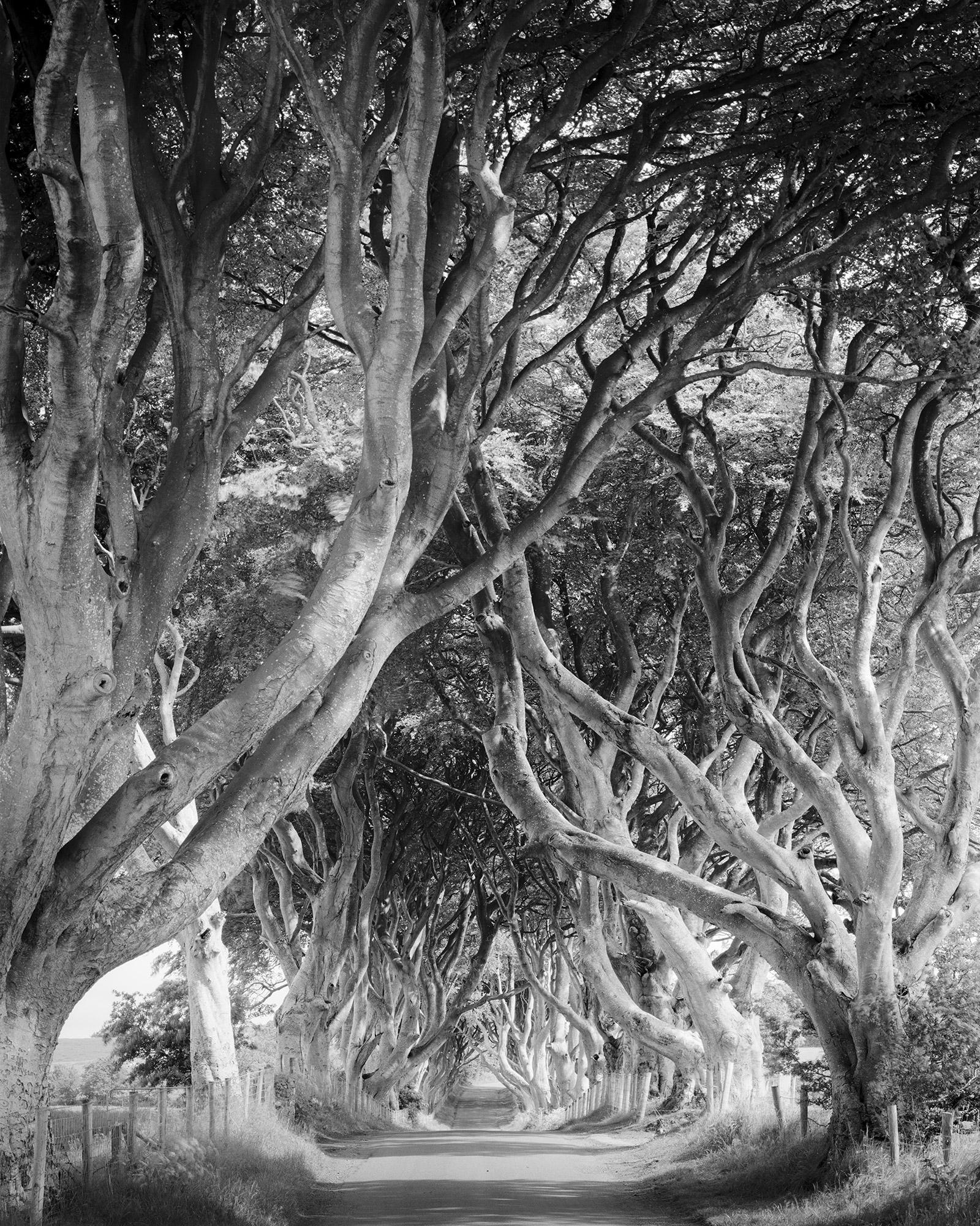 Gerald Berghammer Landscape Photograph - Dark Hedges, tree avenue, mystical forest, black & white photography, landscape