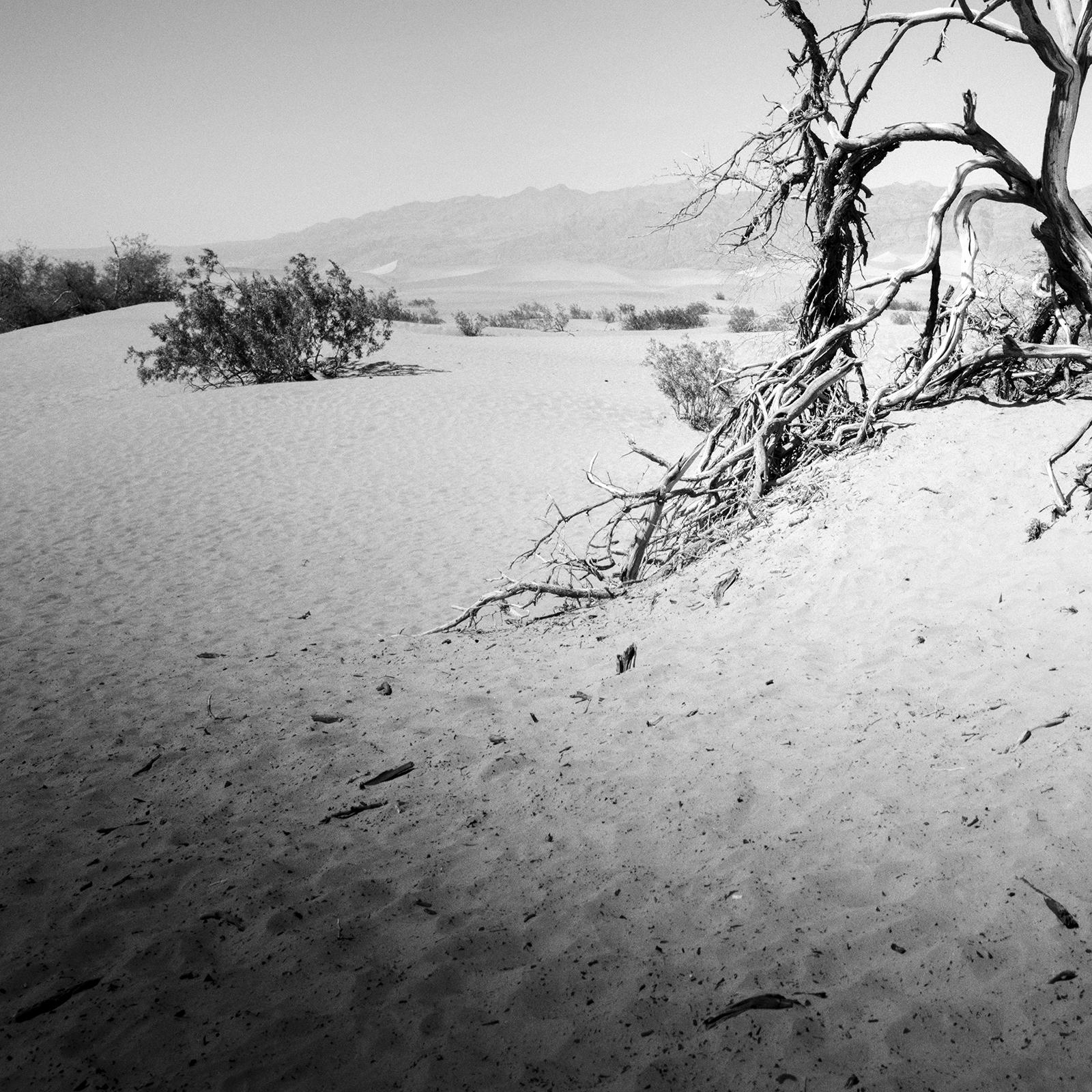 Arbre dans la Vallée de la Mort, Californie, USA, photographie noir et blanc, paysage en vente 5