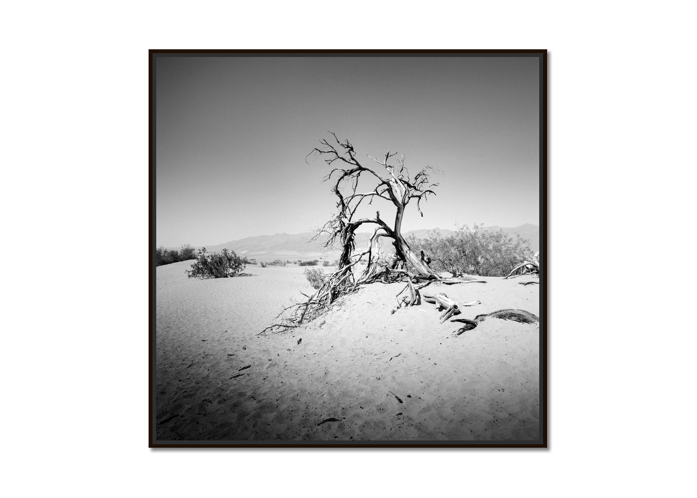 Arbre dans la Vallée de la Mort, Californie, USA, photographie noir et blanc, paysage - Photograph de Gerald Berghammer