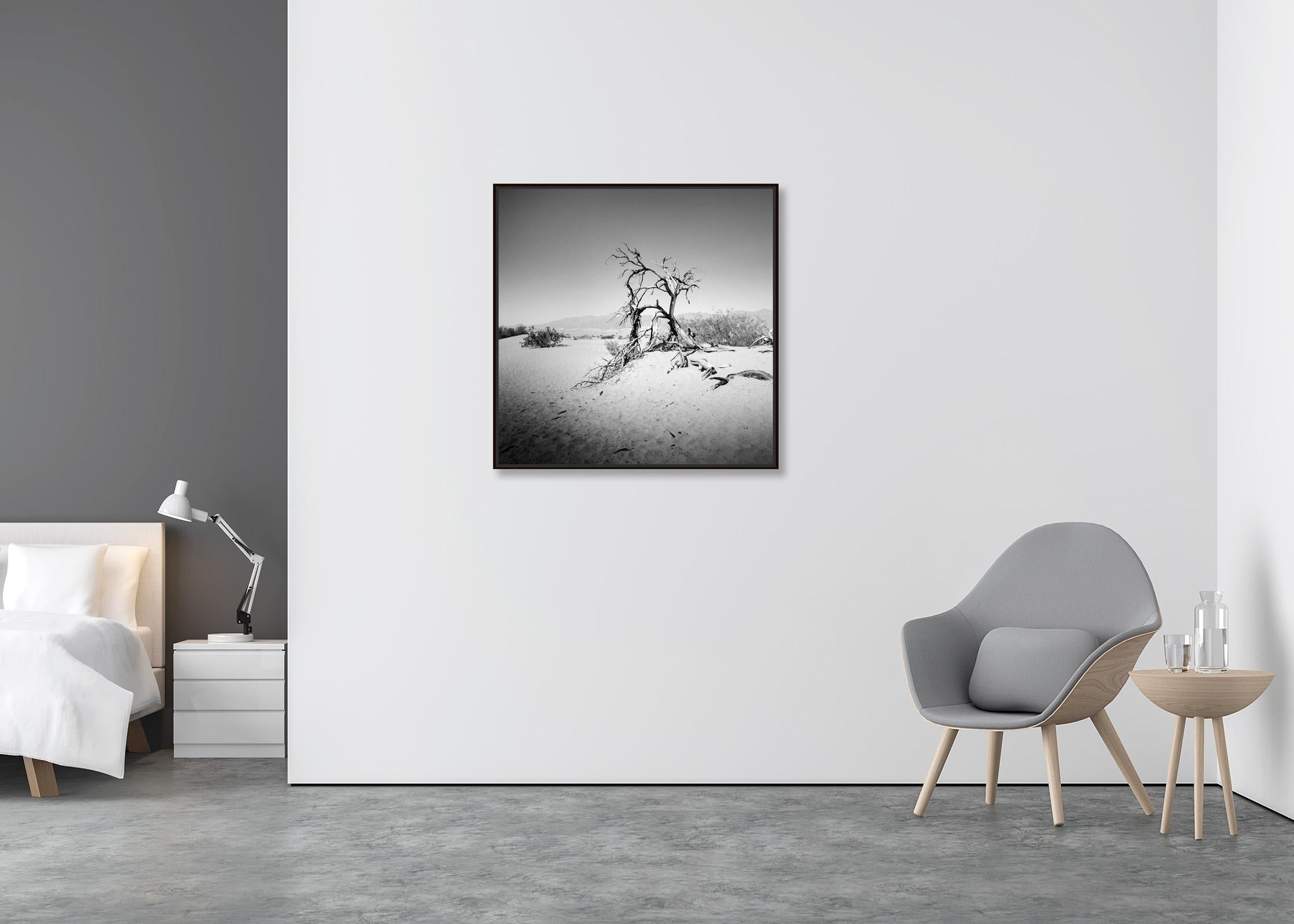 Arbre dans la Vallée de la Mort, Californie, USA, photographie noir et blanc, paysage - Contemporain Photograph par Gerald Berghammer