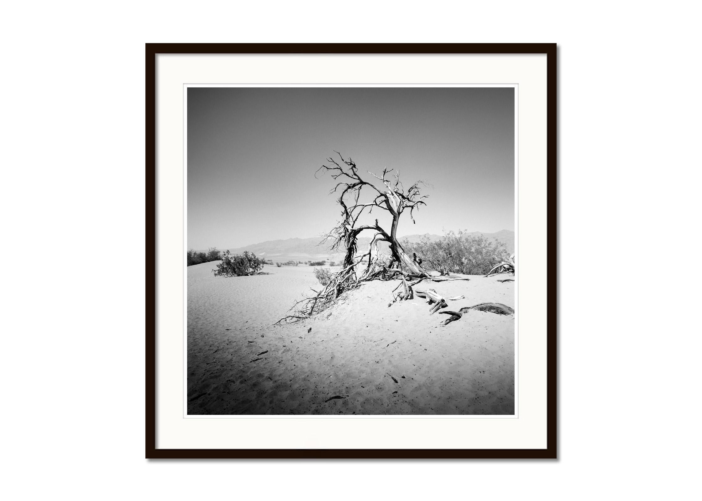 Arbre dans la Vallée de la Mort, Californie, USA, photographie noir et blanc, paysage - Gris Black and White Photograph par Gerald Berghammer