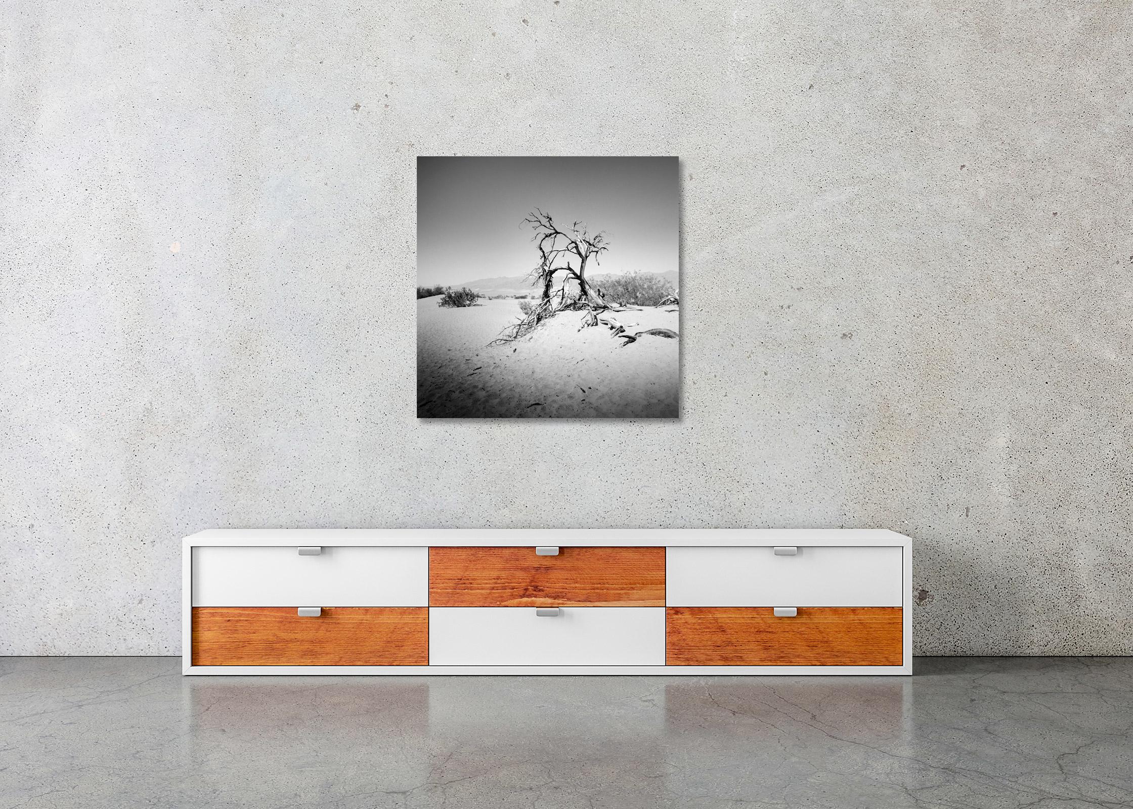 Arbre dans la Vallée de la Mort, Californie, USA, photographie noir et blanc, paysage en vente 2