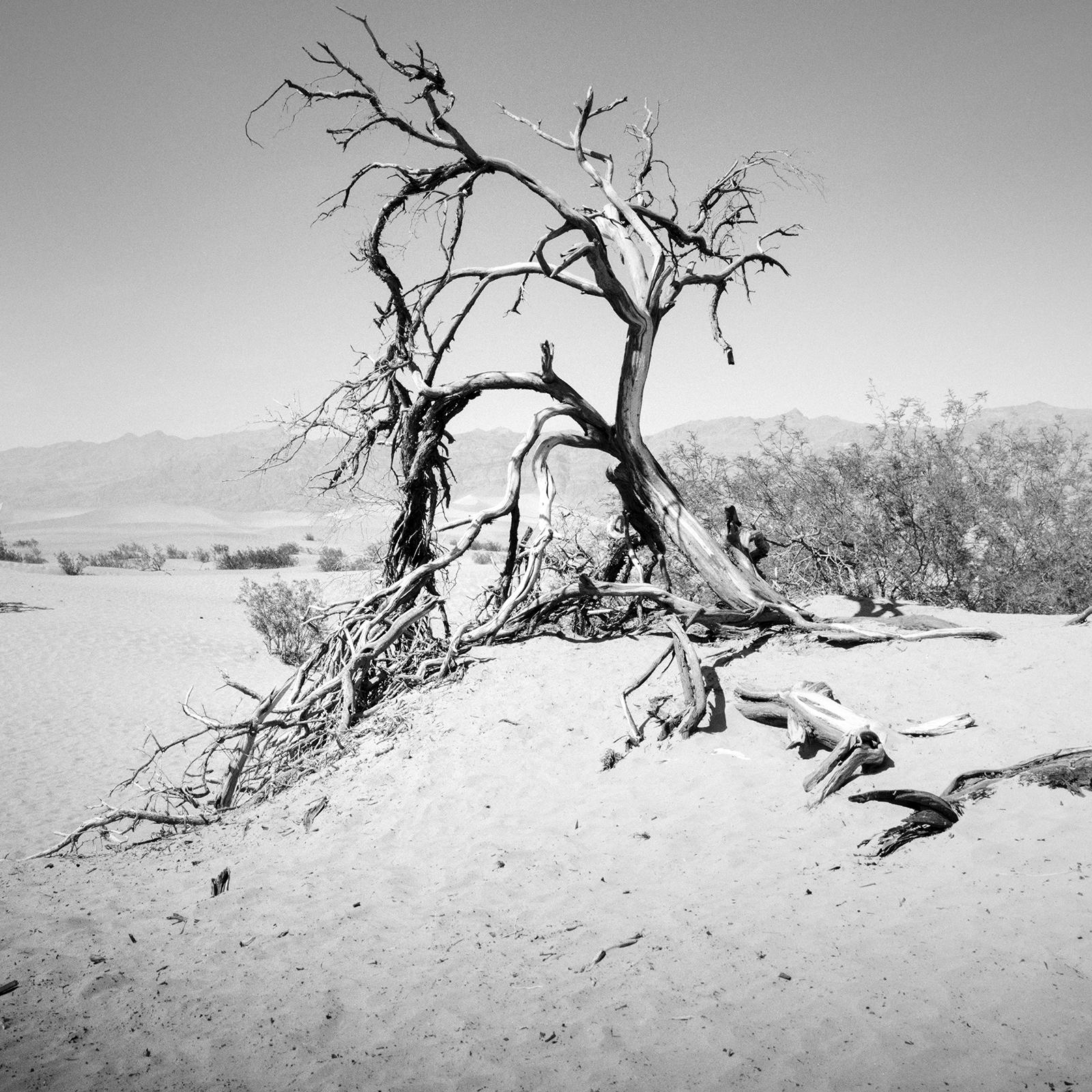 Arbre dans la Vallée de la Mort, Californie, USA, photographie noir et blanc, paysage en vente 3