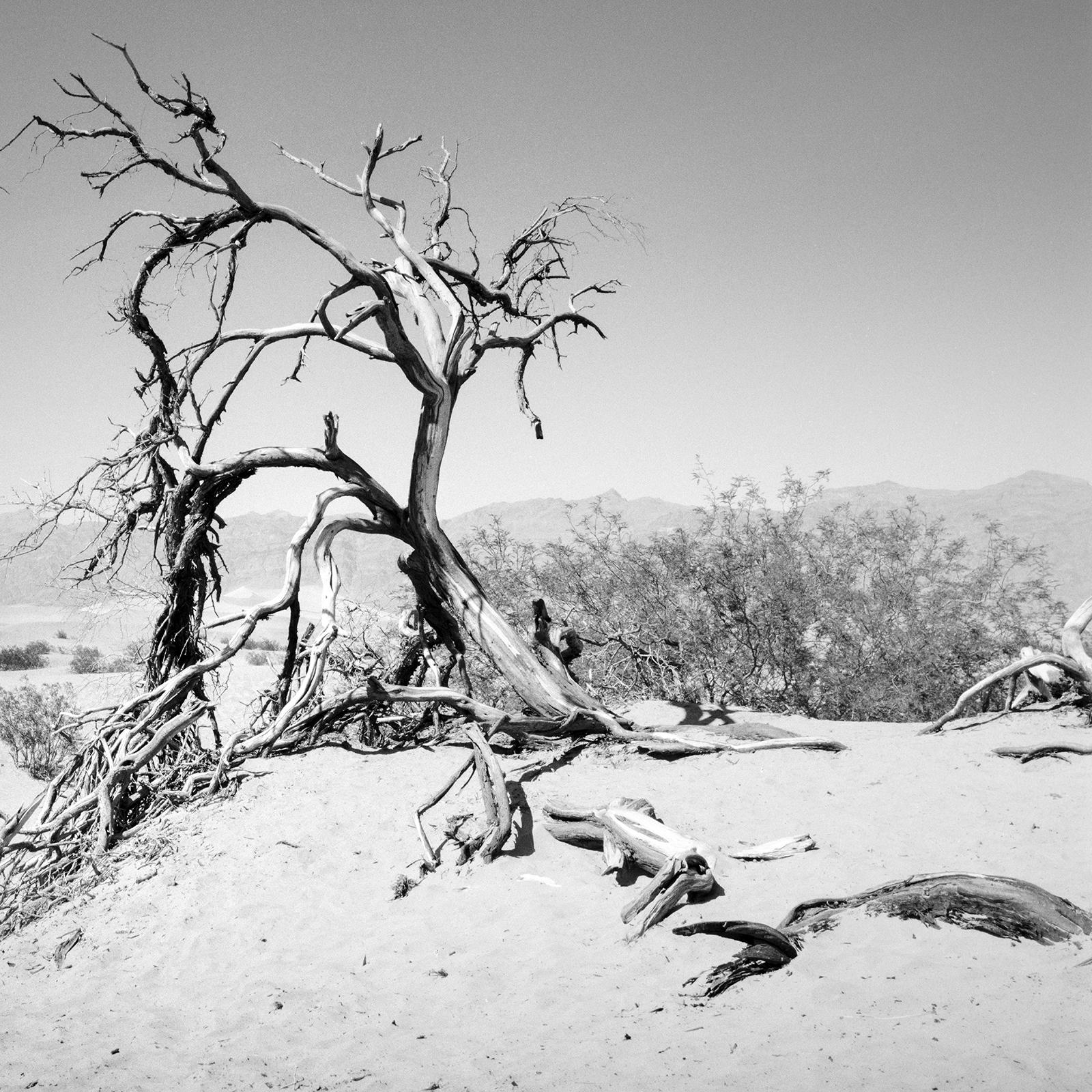 Arbre dans la Vallée de la Mort, Californie, USA, photographie noir et blanc, paysage en vente 4