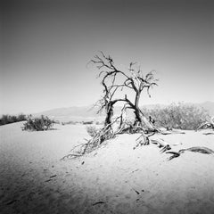 Death Tree in Death Valley California USA, black and white landscape photography