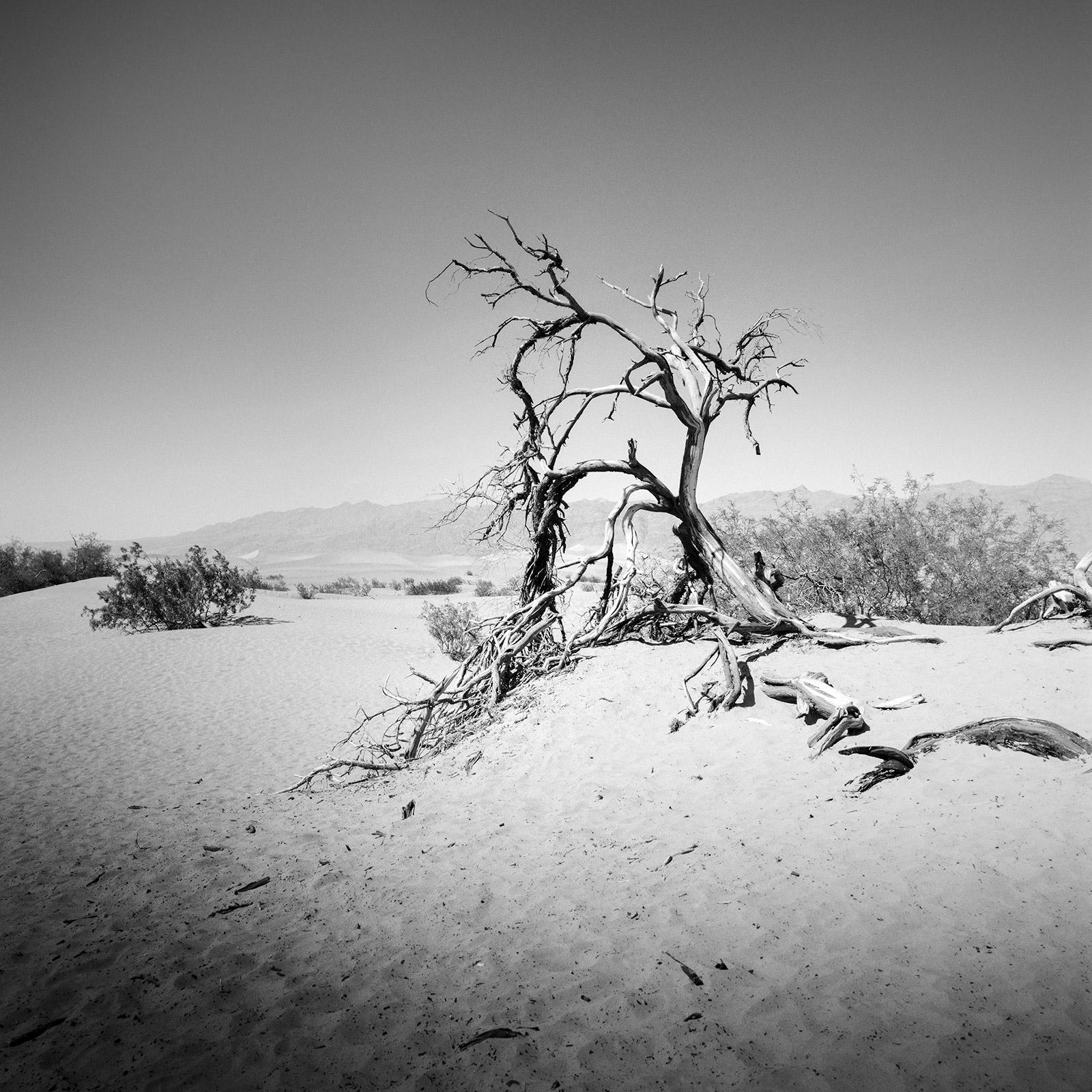 Tree in Death Valley, California, USA, black and white photography, landscape