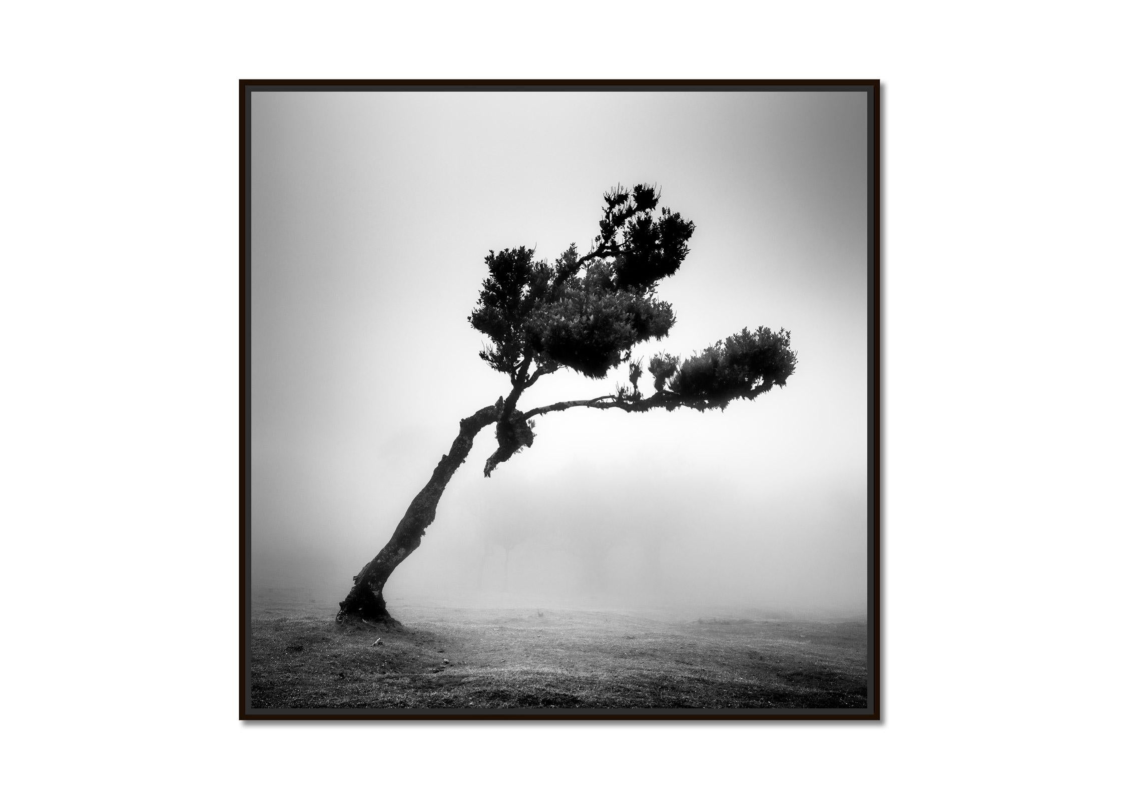 Cerf dans une forêt de fées, arbre mystique, Madère, photo d'art de paysage en noir et blanc  - Photograph de Gerald Berghammer