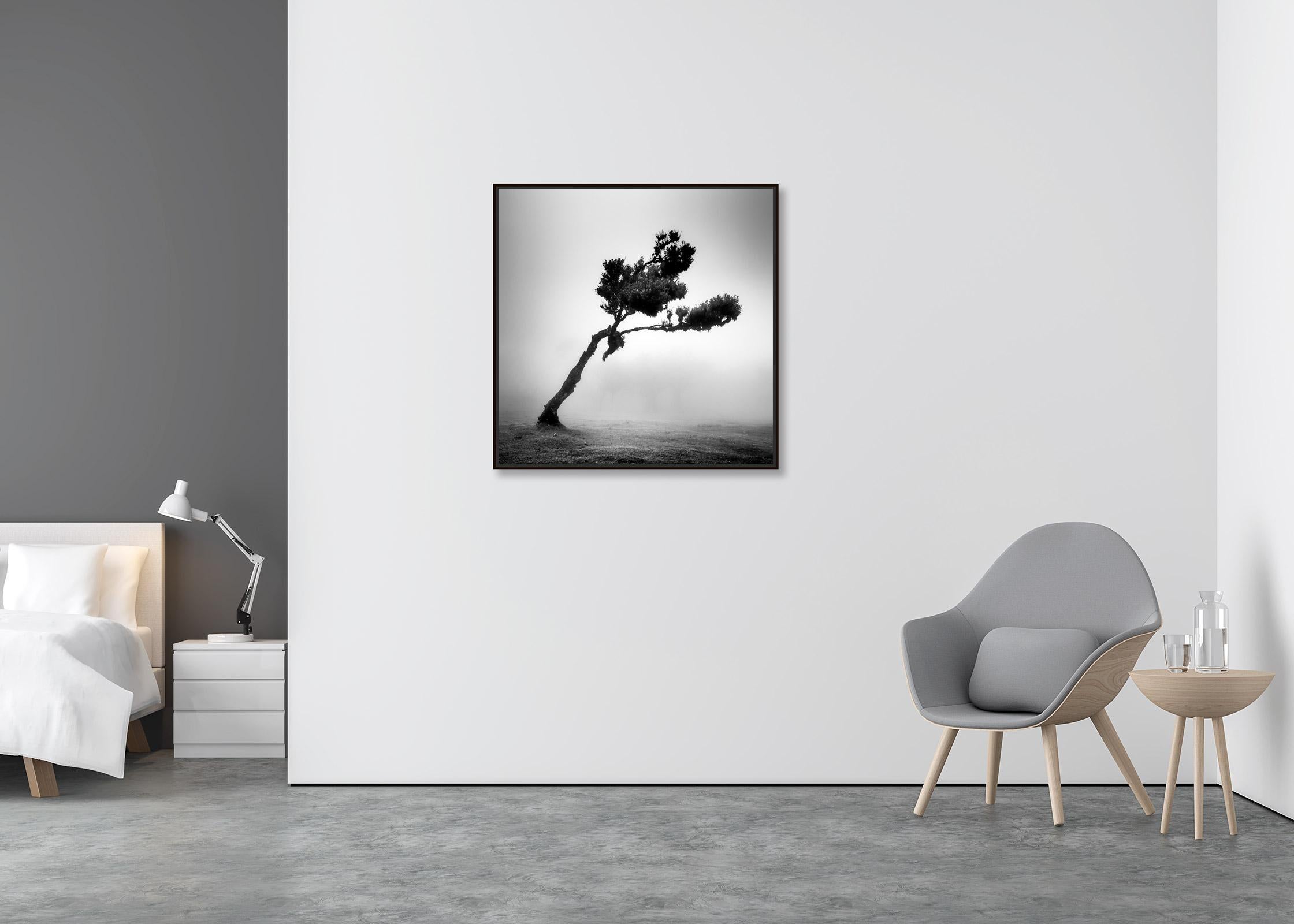Cerf dans une forêt de fées, arbre mystique, Madère, photo d'art de paysage en noir et blanc  - Contemporain Photograph par Gerald Berghammer