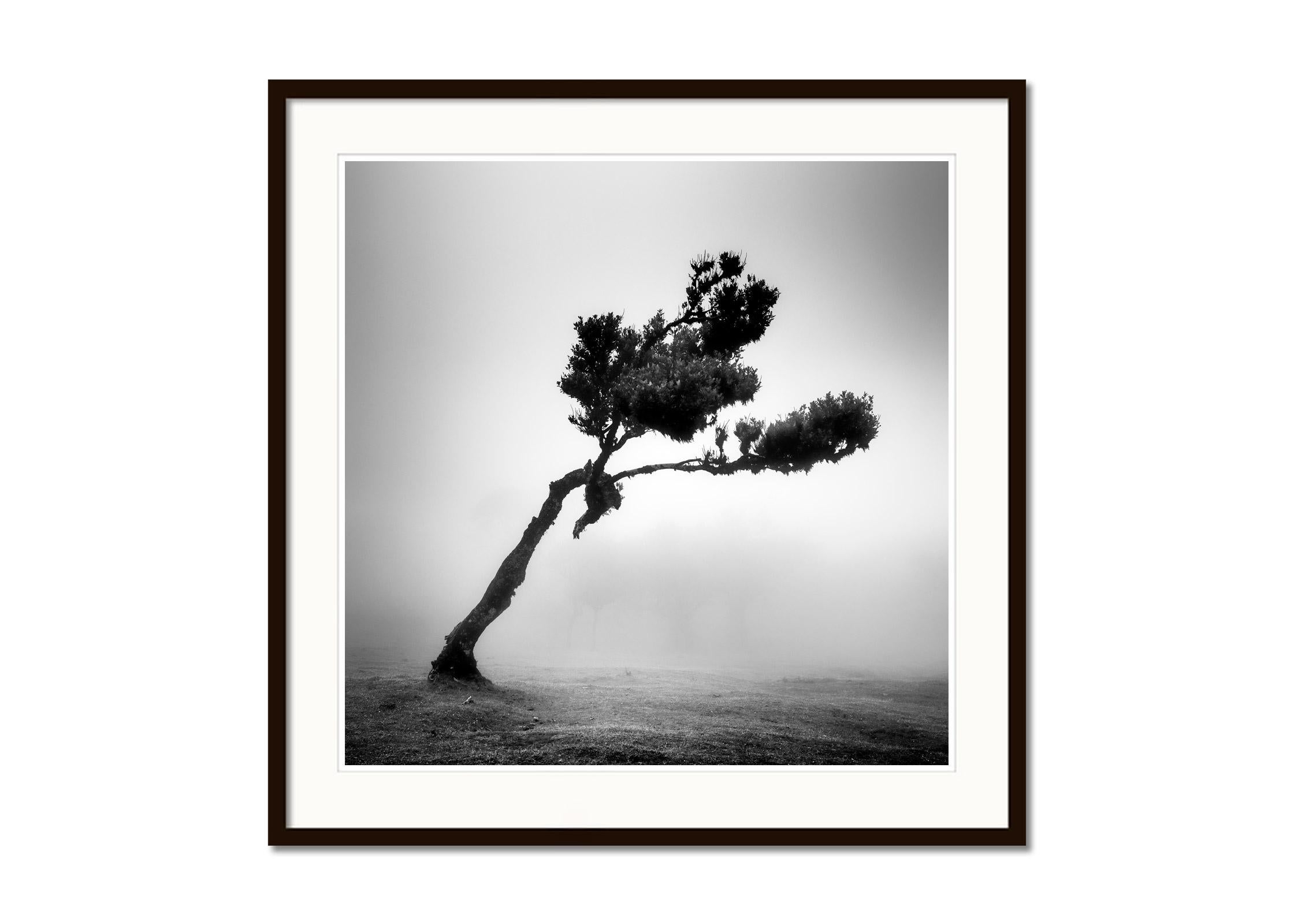 Cerf dans une forêt de fées, arbre mystique, Madère, photo d'art de paysage en noir et blanc  - Gris Landscape Photograph par Gerald Berghammer