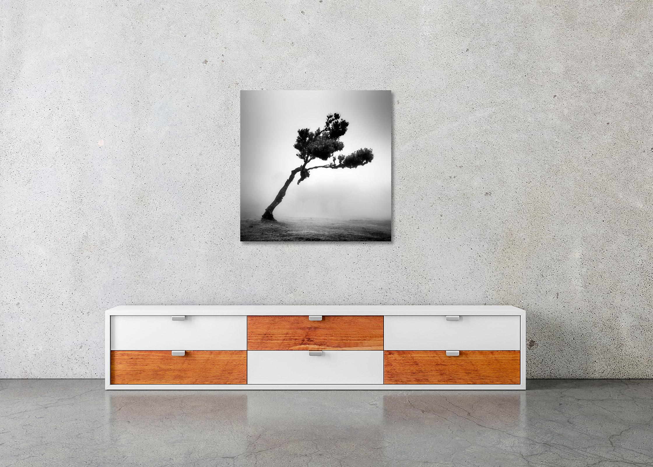 Cerf dans une forêt de fées, arbre mystique, Madère, photo d'art de paysage en noir et blanc  en vente 2