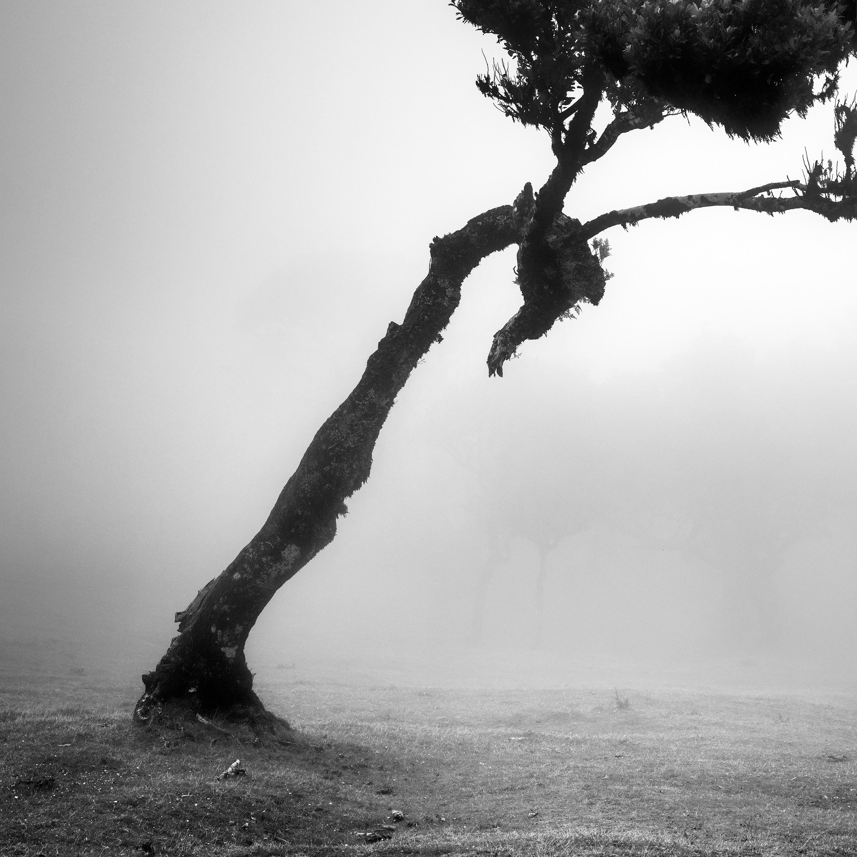 Cerf dans une forêt de fées, arbre mystique, Madère, photo d'art de paysage en noir et blanc  en vente 3
