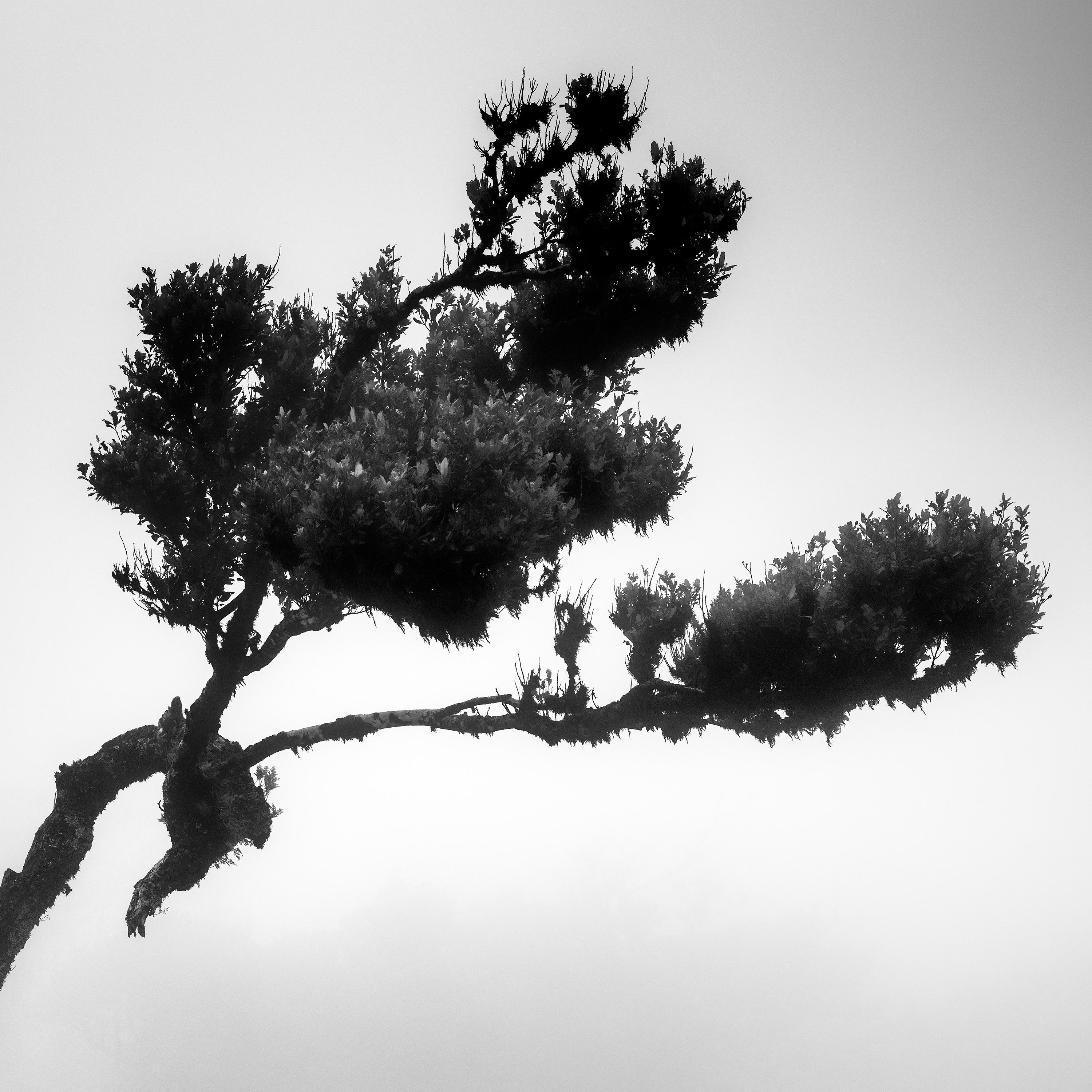 Cerf dans une forêt de fées, arbre mystique, Madère, photo d'art de paysage en noir et blanc  en vente 4