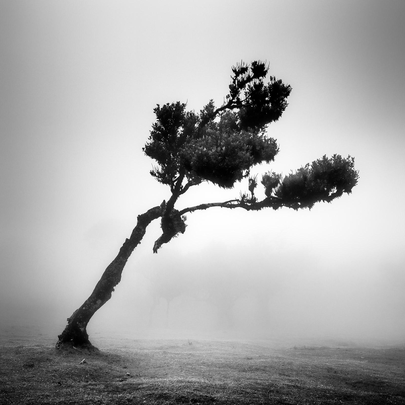 Cerf dans une forêt de fées, arbre mystique, Madère, photo d'art de paysage en noir et blanc 