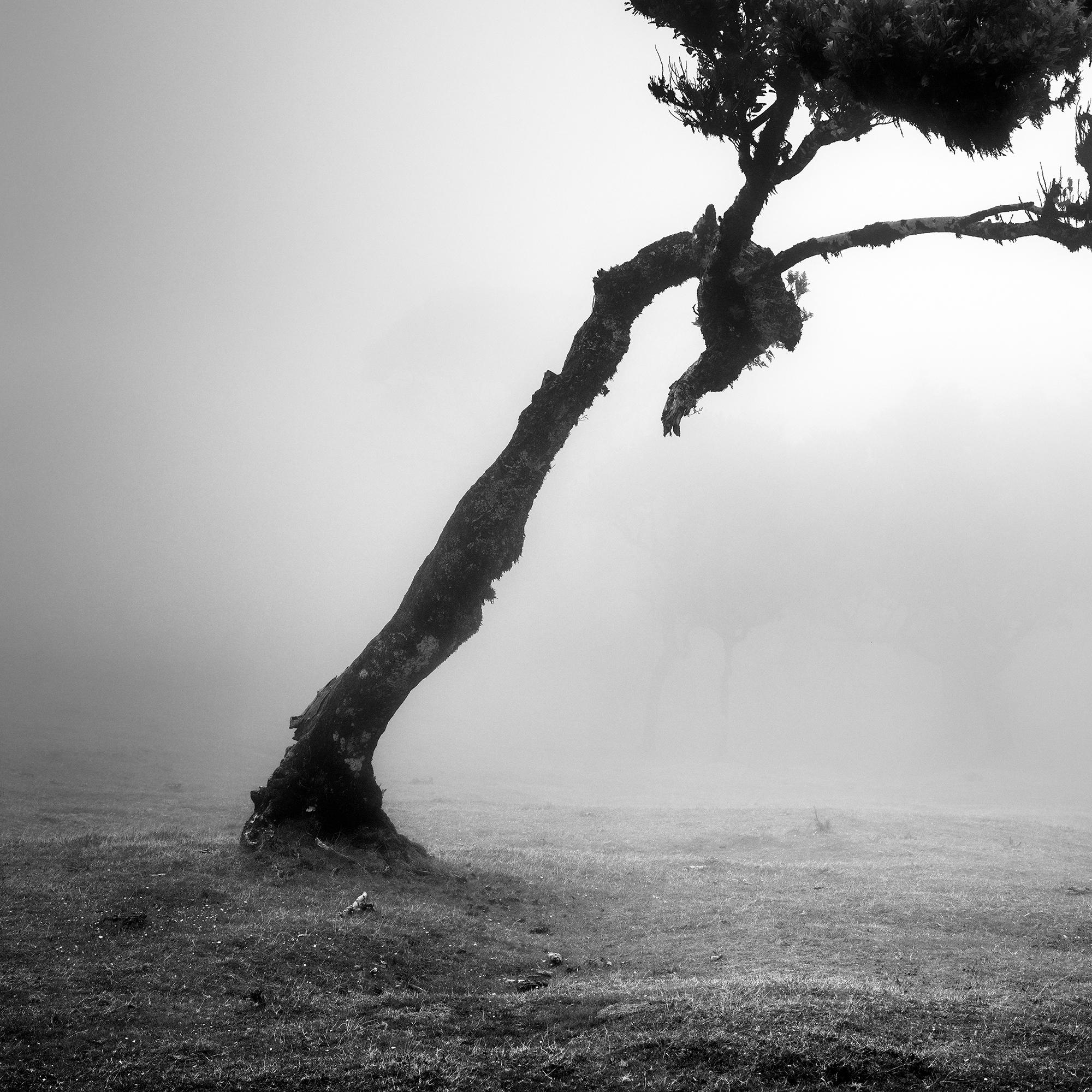 Cerf dans la forêt des fées, arbre mystique, Madeira, paysage, photographie, beaux-arts en vente 5