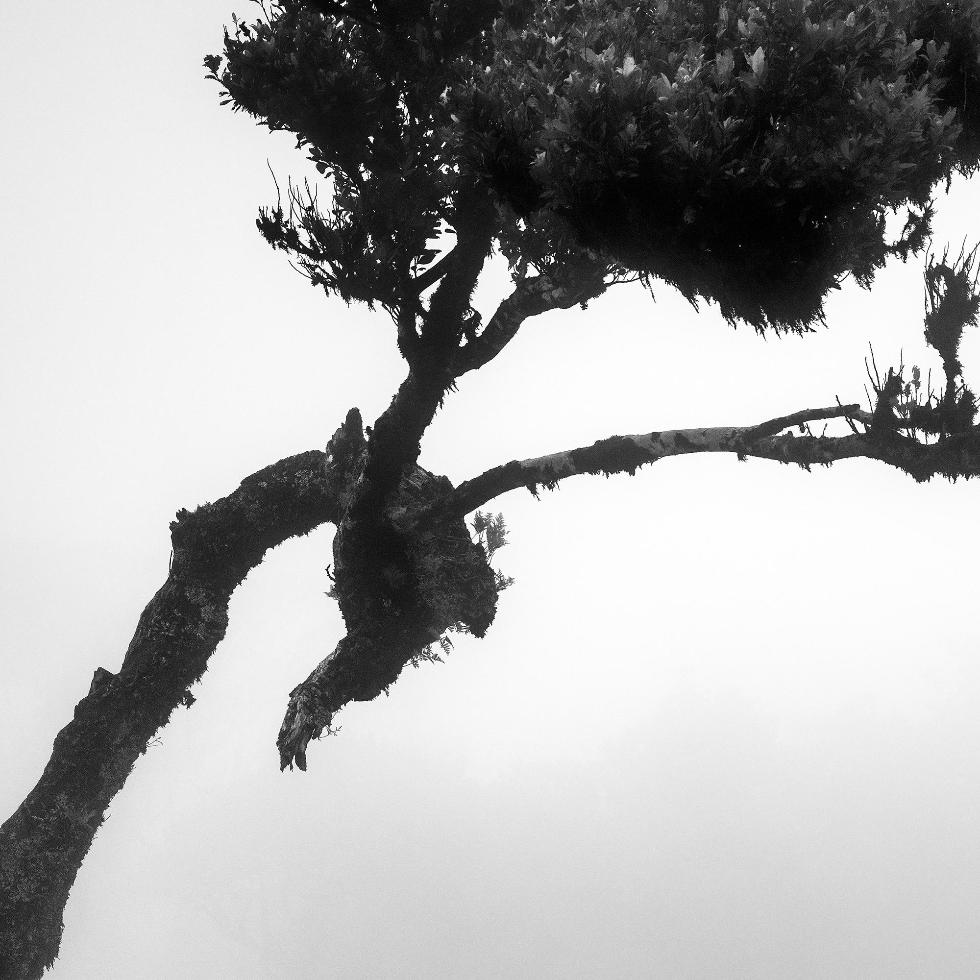Cerf dans la forêt des fées, arbre mystique, Madeira, paysage, photographie, beaux-arts en vente 7