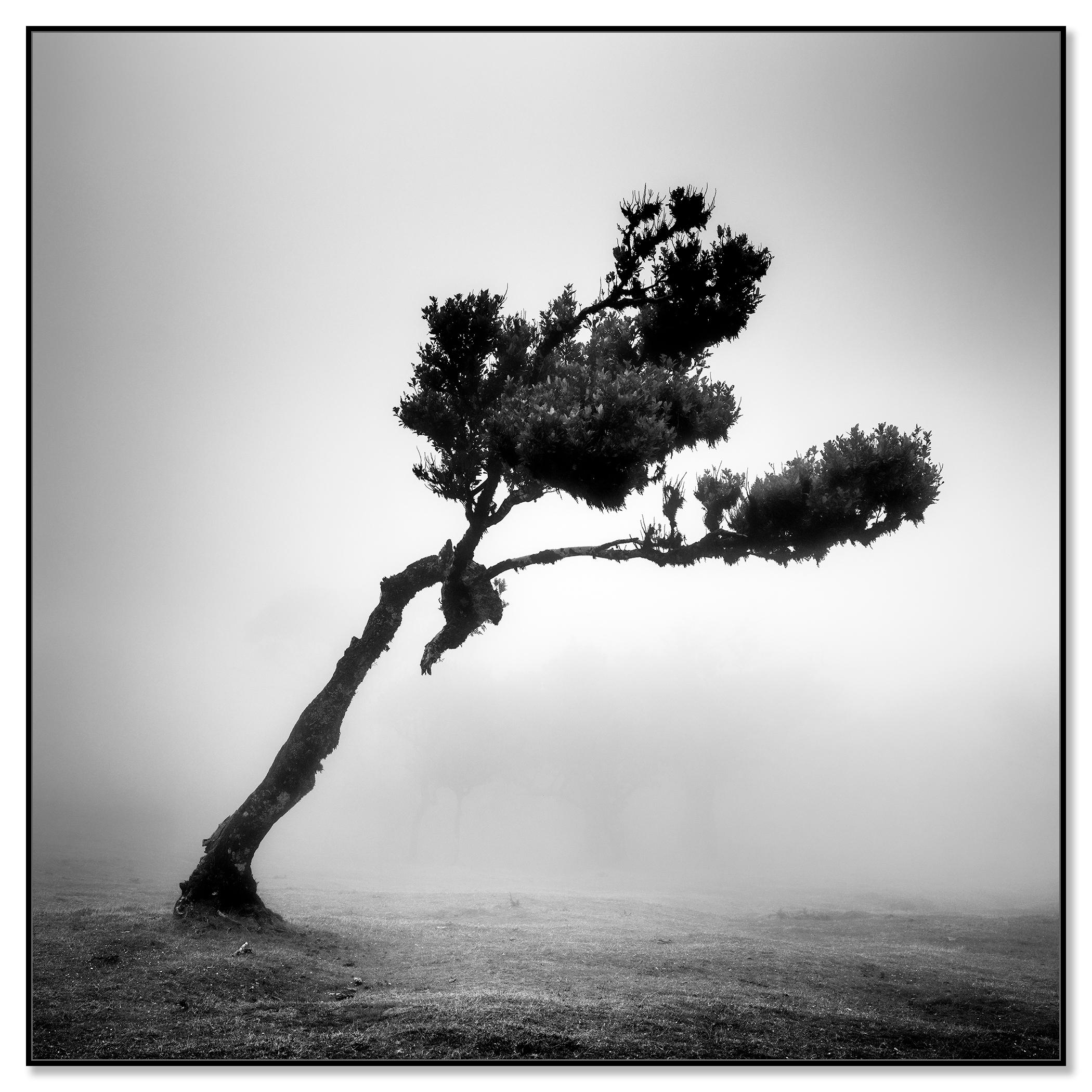 Cerf dans la forêt des fées, arbre mystique, Madeira, paysage, photographie, beaux-arts - Photograph de Gerald Berghammer