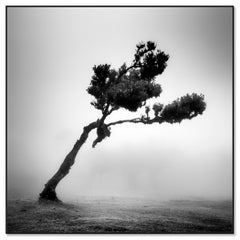 Cerf dans la forêt des fées, arbre mystique, Madeira, paysage, photographie, beaux-arts