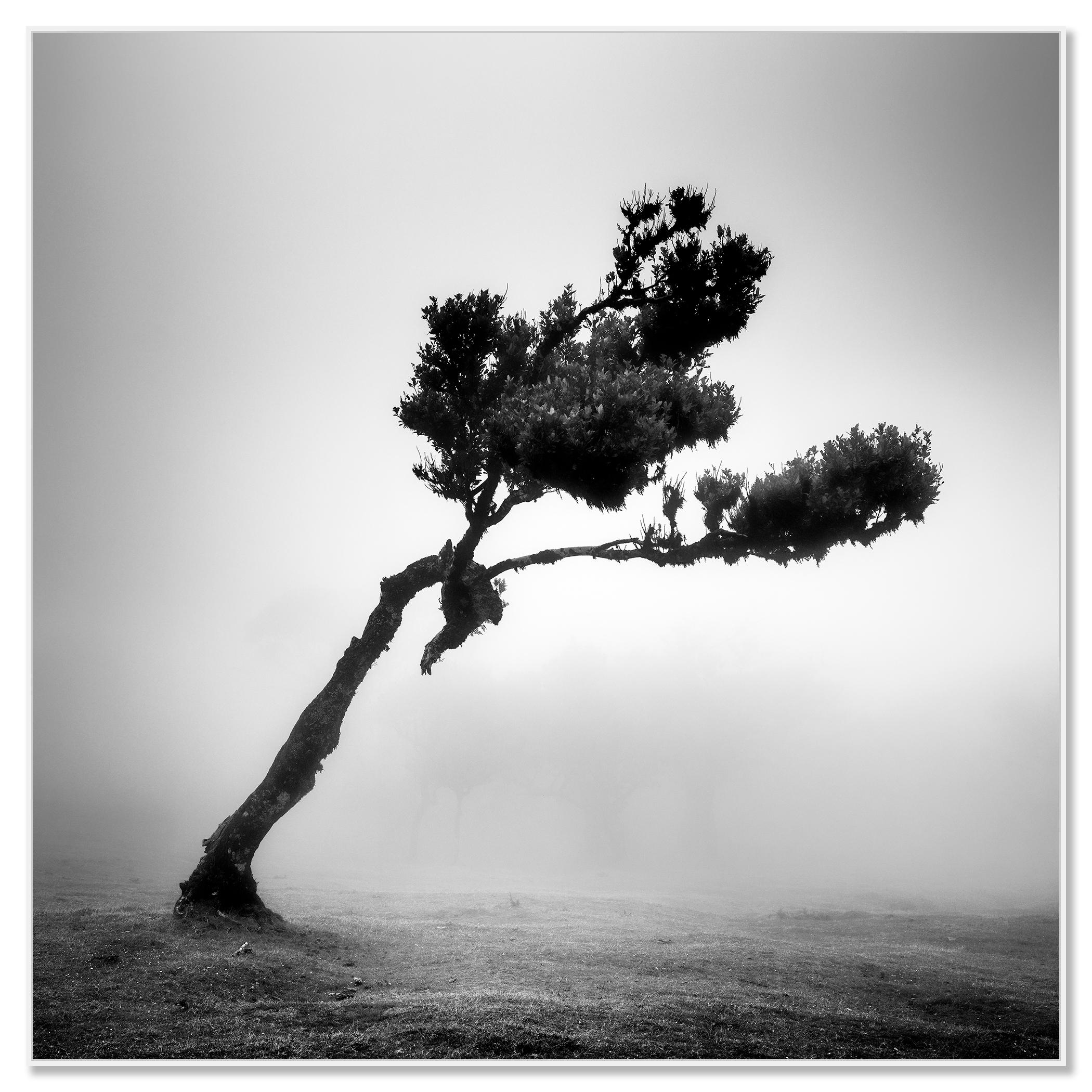 Cerf dans la forêt des fées, arbre mystique, Madeira, paysage, photographie, beaux-arts - Contemporain Photograph par Gerald Berghammer