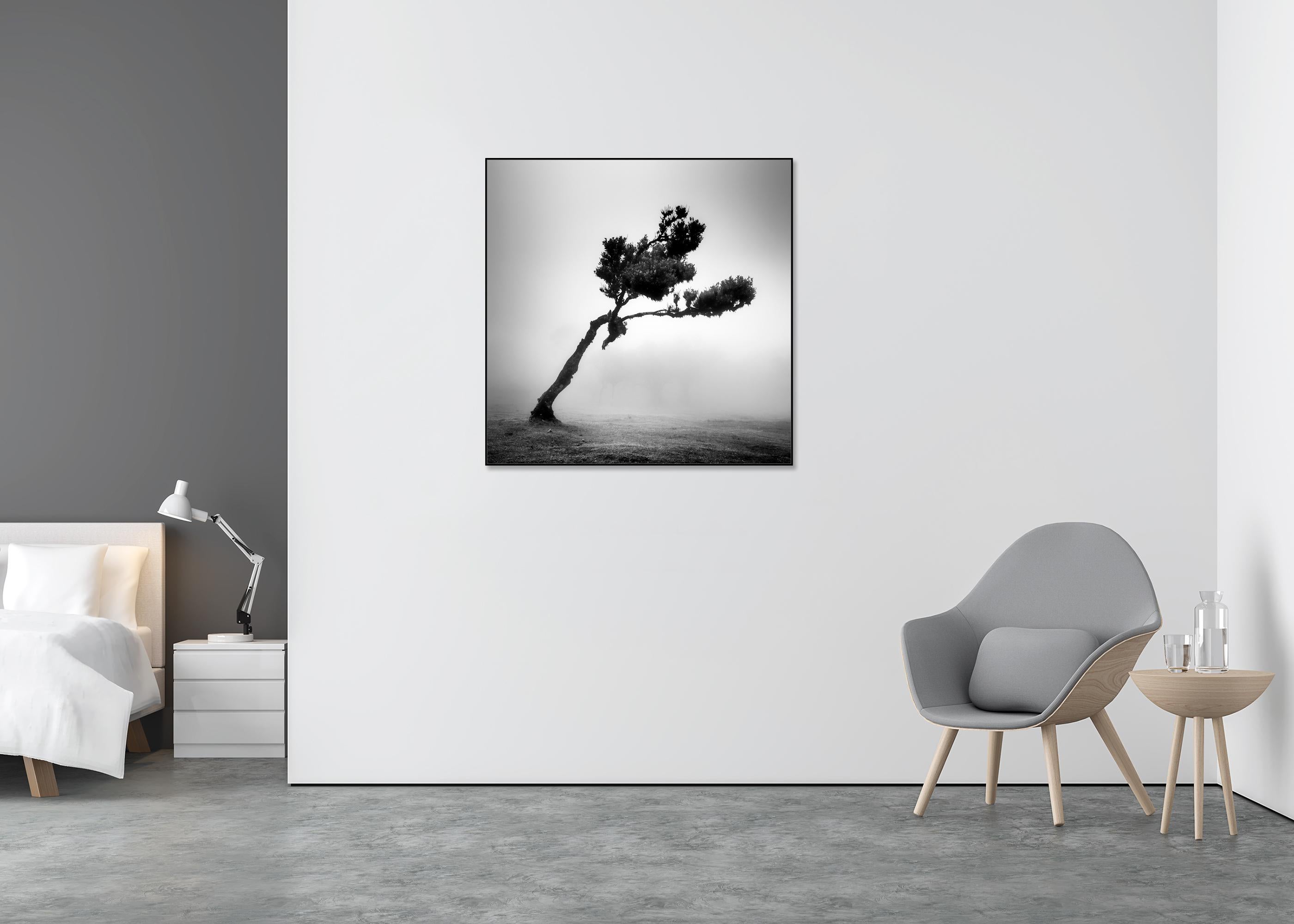 Cerf dans la forêt des fées, arbre mystique, Madeira, paysage, photographie, beaux-arts - Gris Black and White Photograph par Gerald Berghammer