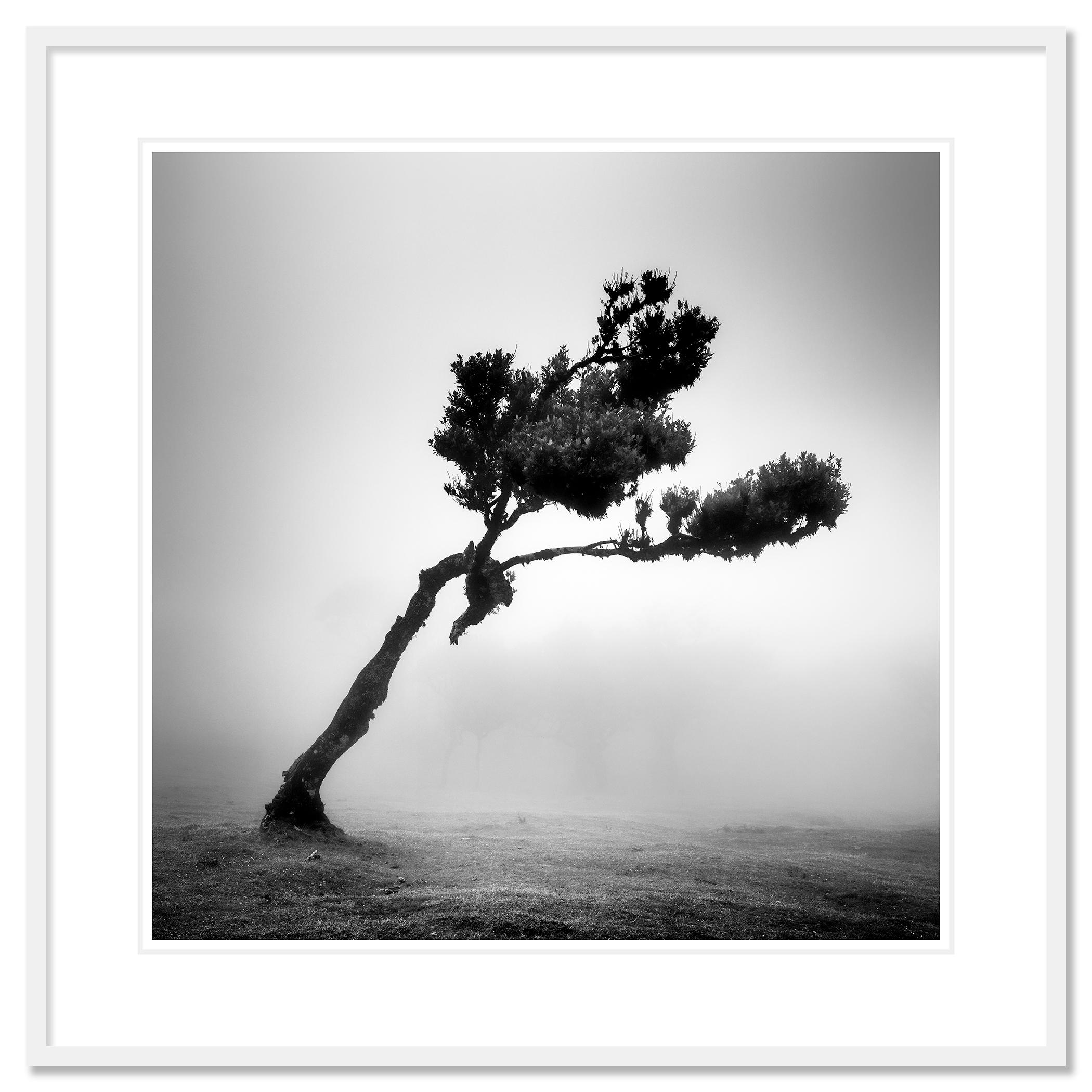 Cerf dans la forêt des fées, arbre mystique, Madeira, paysage, photographie, beaux-arts en vente 1