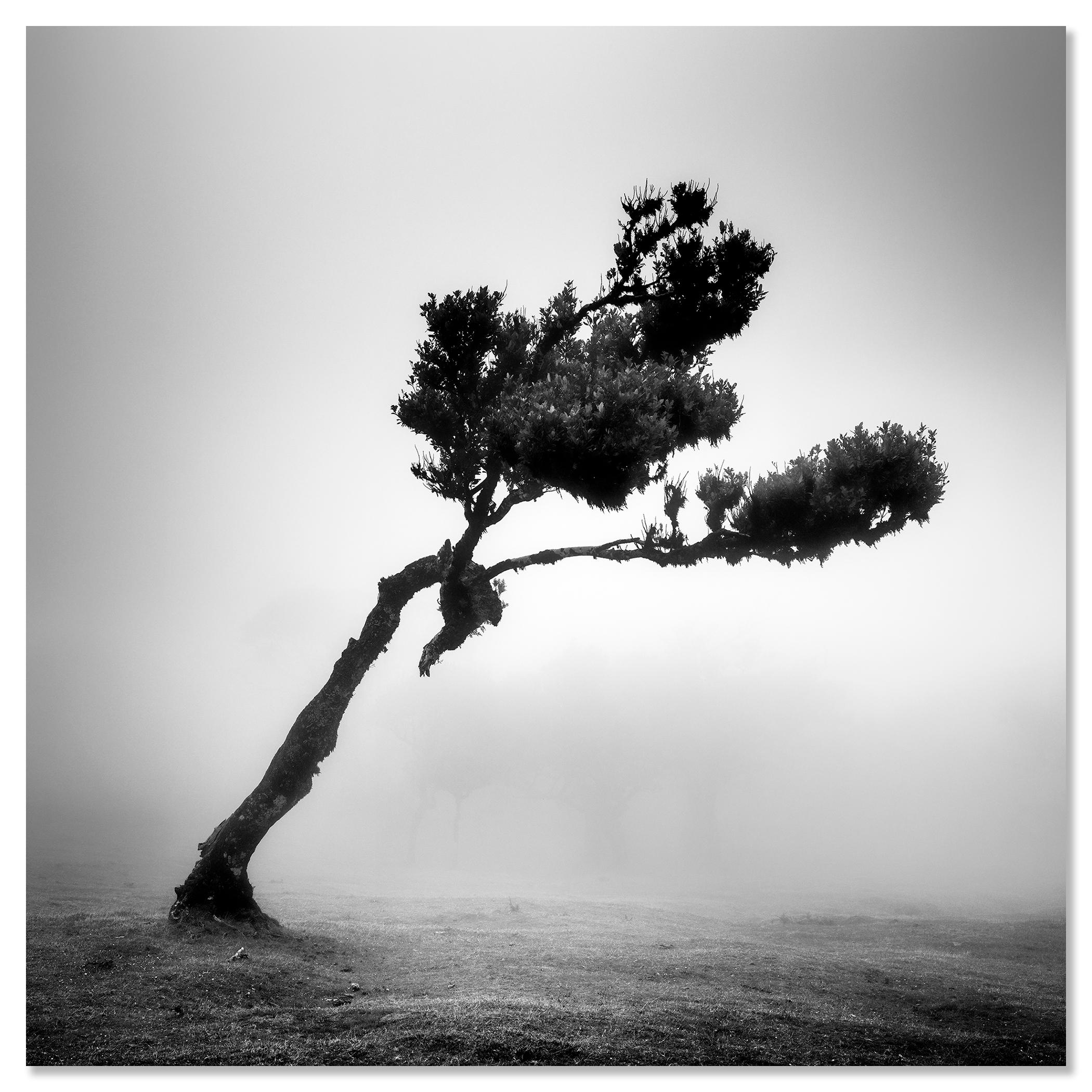 Cerf dans la forêt des fées, arbre mystique, Madeira, paysage, photographie, beaux-arts en vente 3