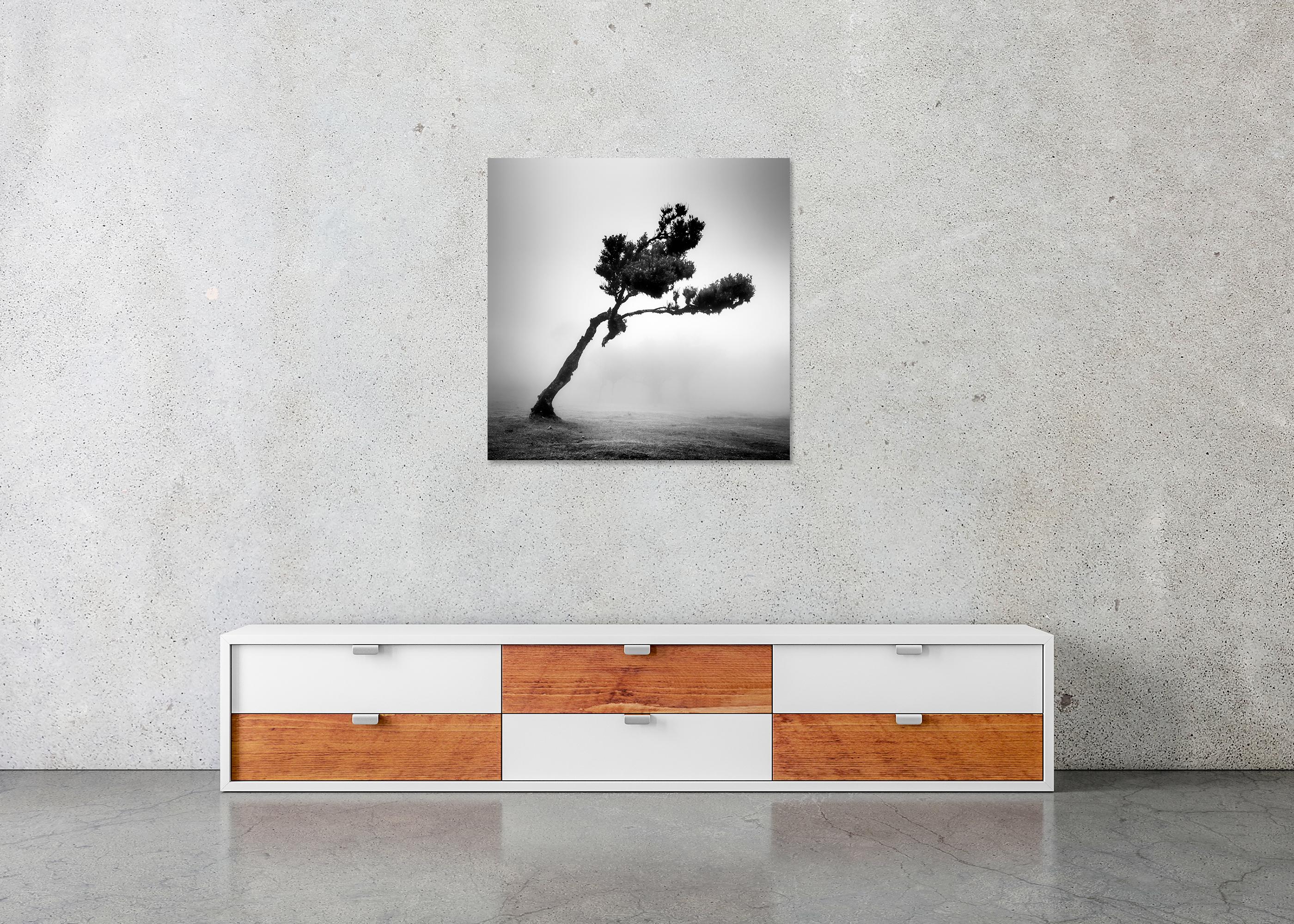 Cerf dans la forêt des fées, arbre mystique, Madeira, paysage, photographie, beaux-arts en vente 4