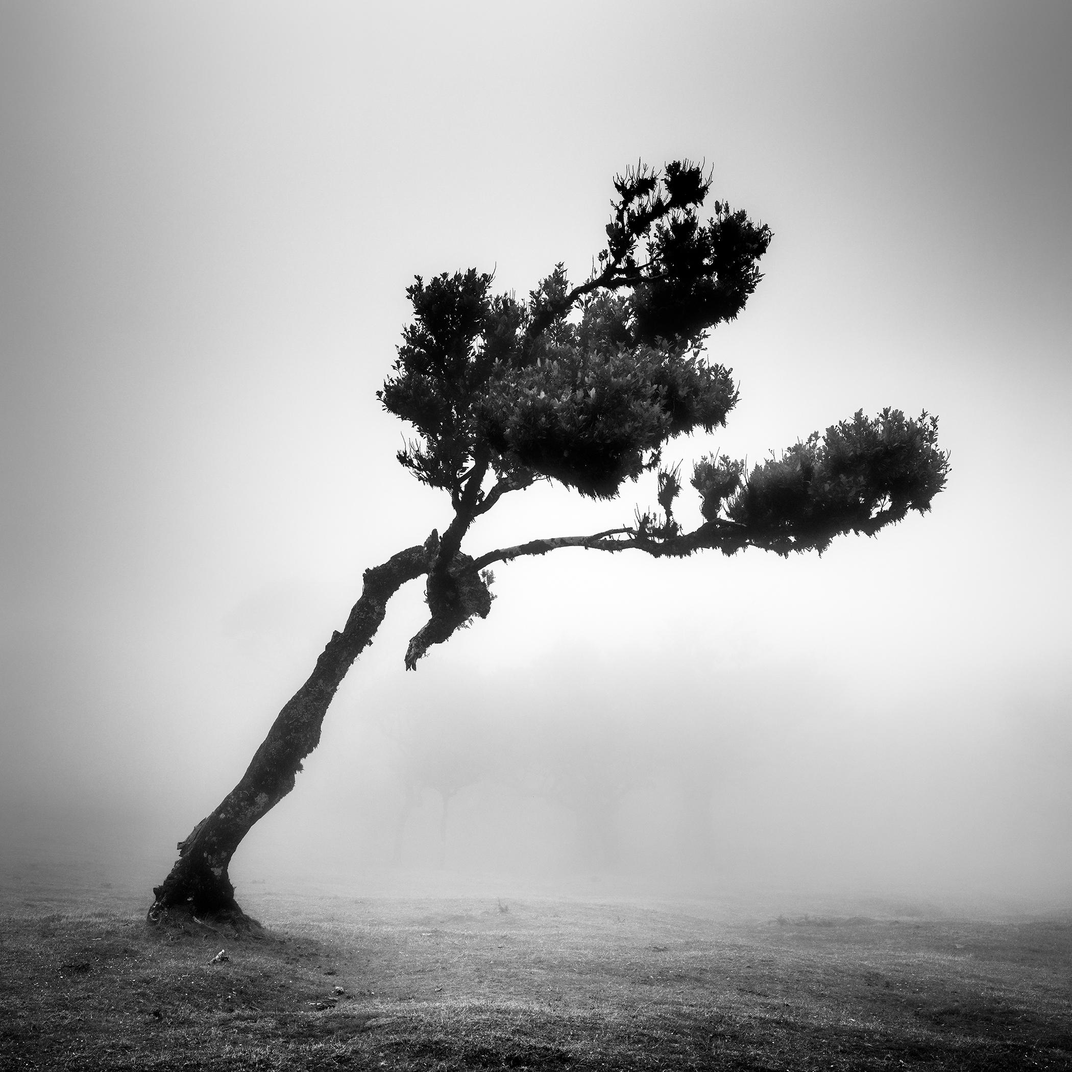 Deer in fairy Forest, mystical Tree, Madeira, landscape, photography, fine art