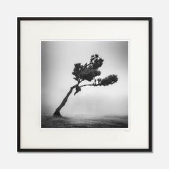 Deer in foggy forest, Tree in Fog, Portugal, black and white landscape, framed