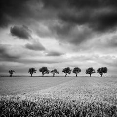 Eleven Cherry Trees, stormy Clouds, black and white, landscape, art photography