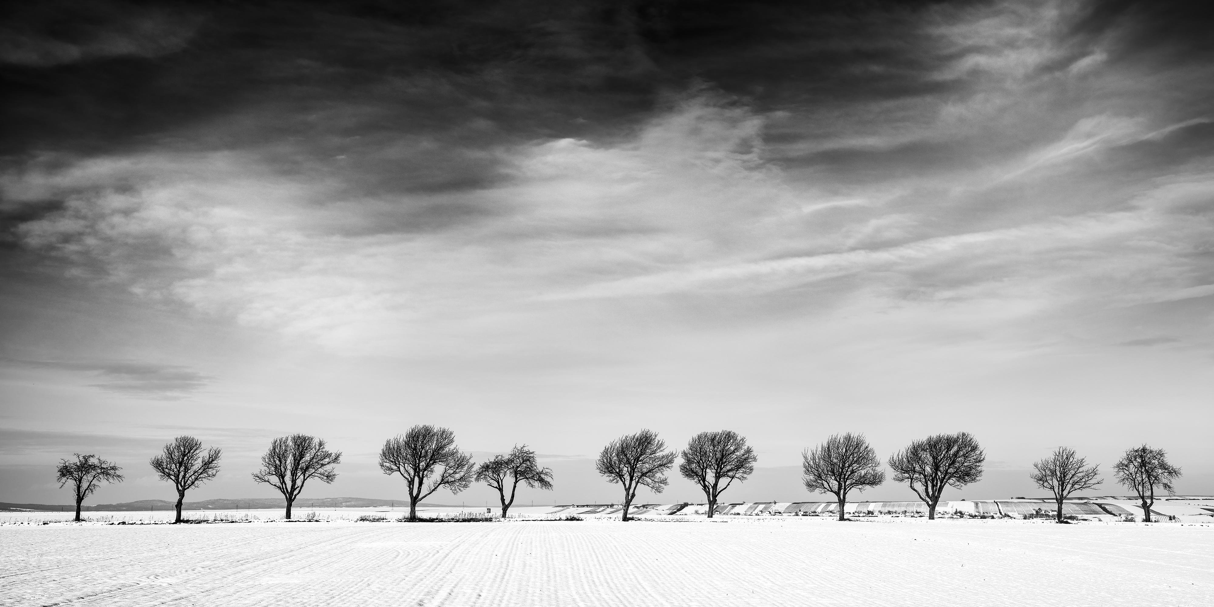 Eleven Trees in a Snow Field, Winter Wonderland Landscape Limited Edition Print