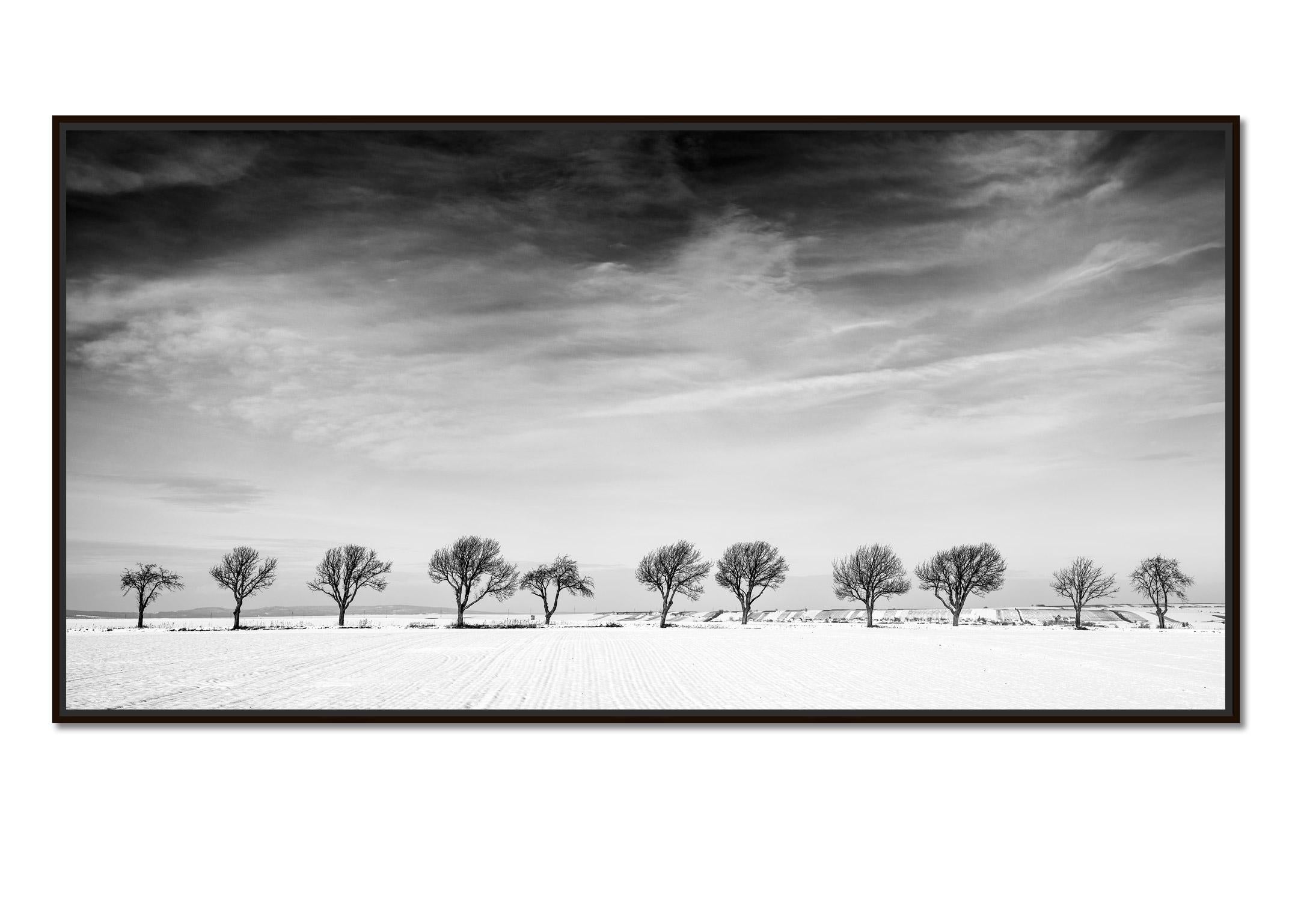 Eleven Trees in the snow Field, Austria, black and white photography, landscape - Photograph by Gerald Berghammer