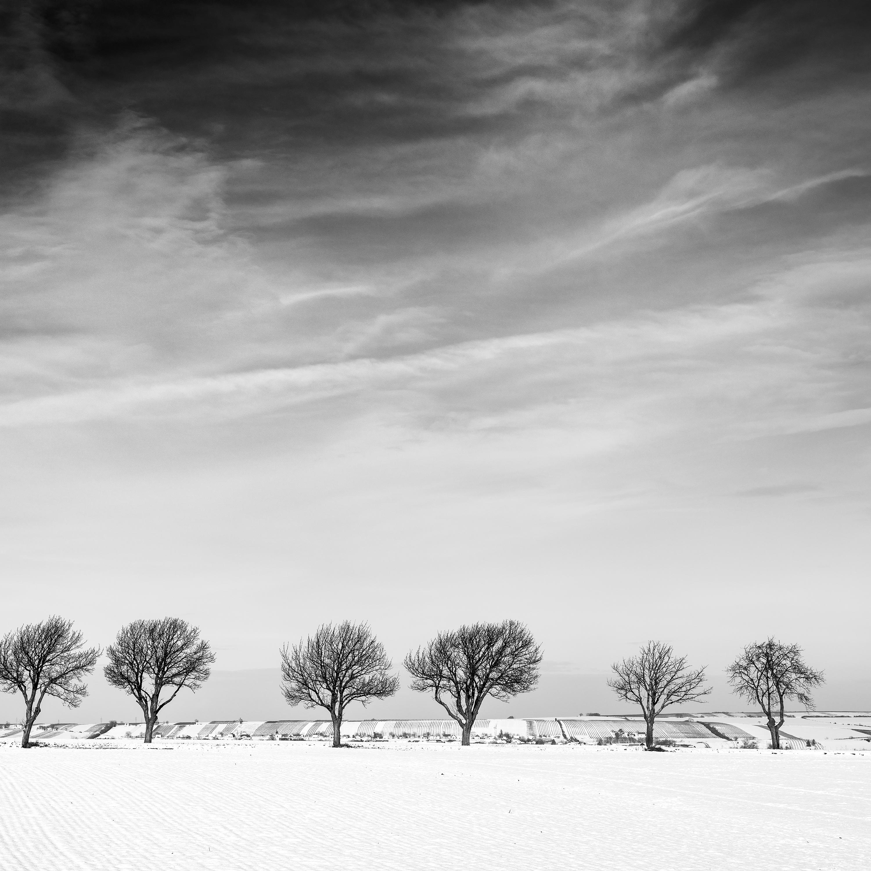 Eleven Trees in the snow Field, Austria, black and white photography, landscape For Sale 1