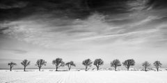 Eleven Trees in the snow field, Austria, black and white photography, landscape