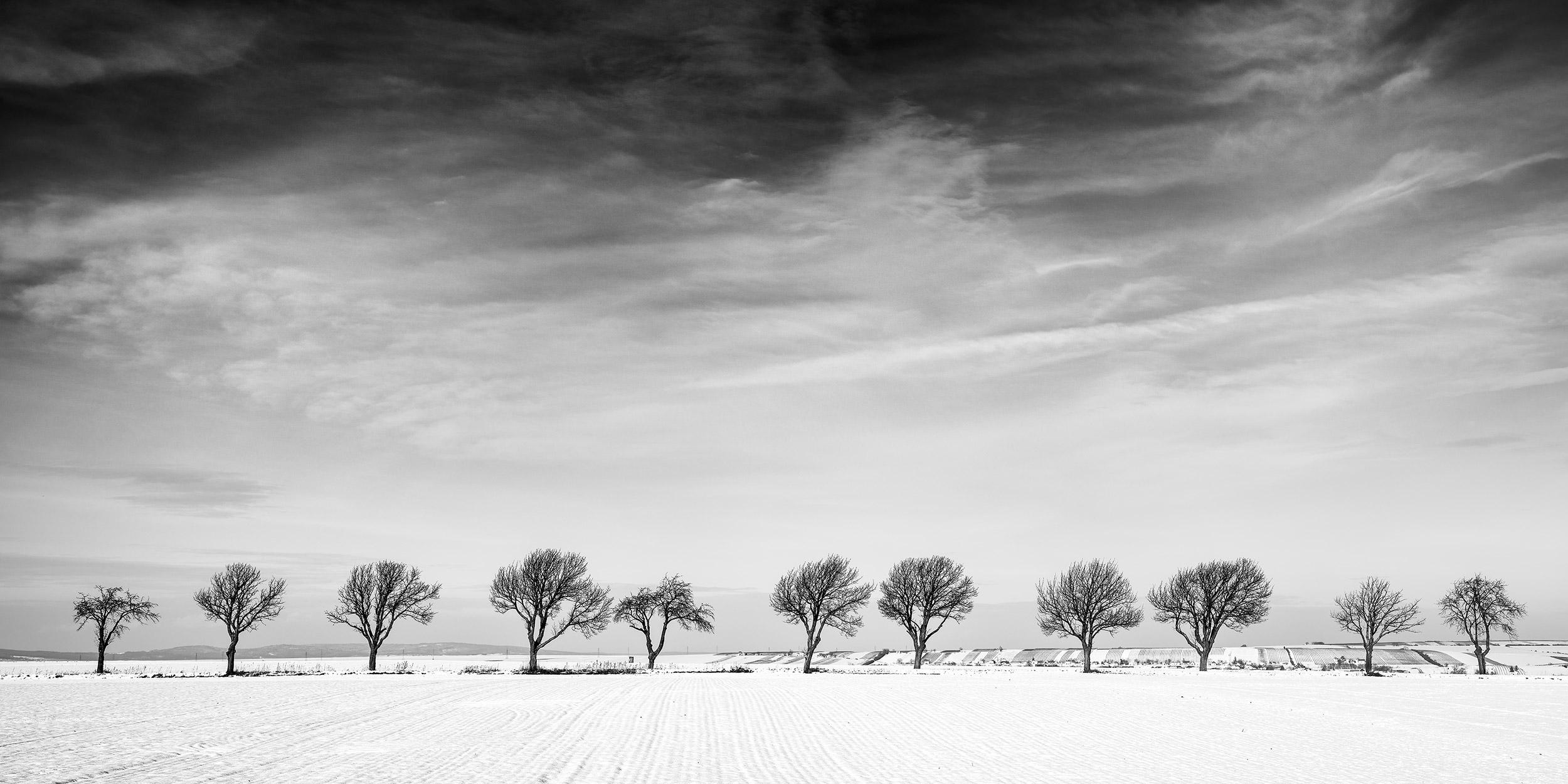Gerald Berghammer Landscape Photograph - Eleven Trees in the snow Field, Austria, black and white photography, landscape