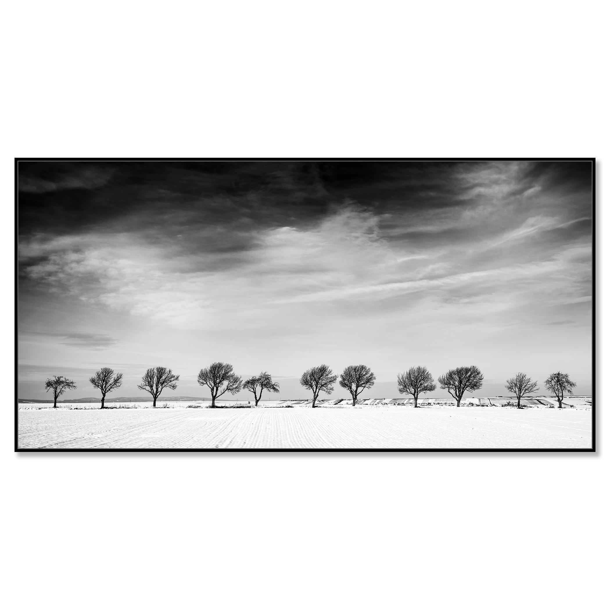 Once árboles en el campo nevado, País de las Maravillas Invernal, Paisaje, Edición Limitada - Photograph de Gerald Berghammer