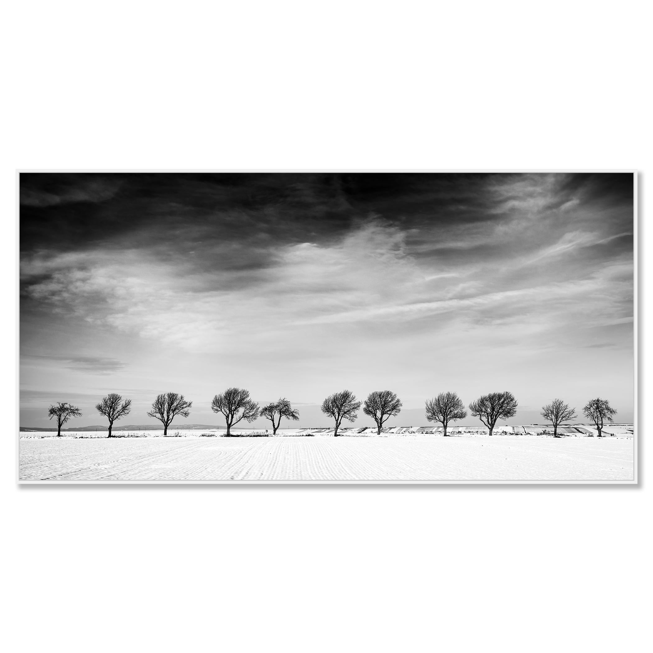 Once árboles en el campo nevado, País de las Maravillas Invernal, Paisaje, Edición Limitada - Photograph Contemporáneo de Gerald Berghammer