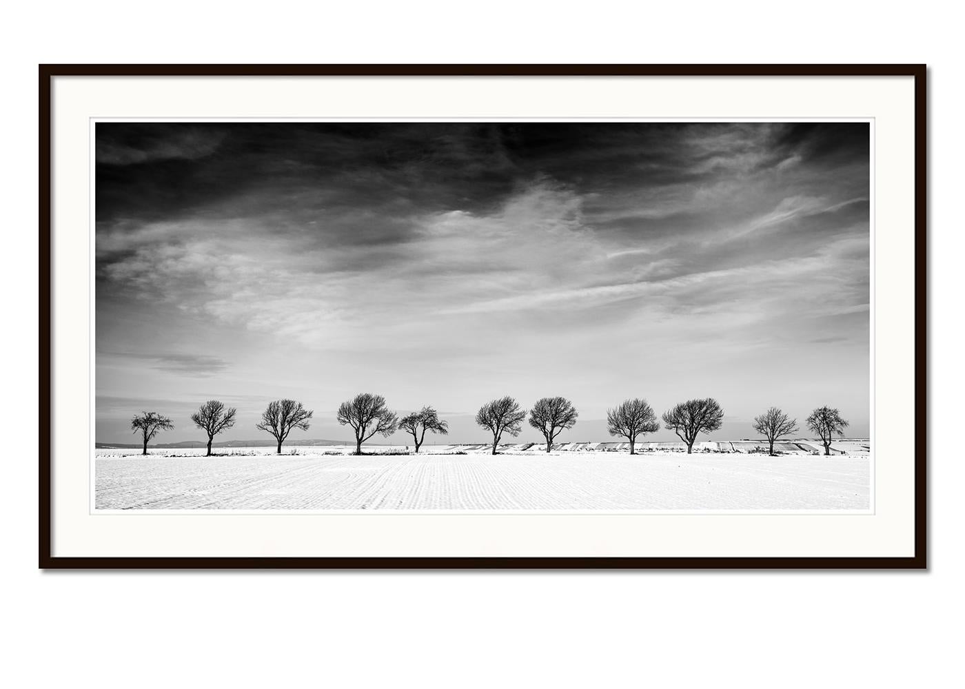 Undici alberi in un campo di neve, Winter Wonderland, Paesaggio, Edizione Limitata - Landscape Photograph Grigio di Gerald Berghammer