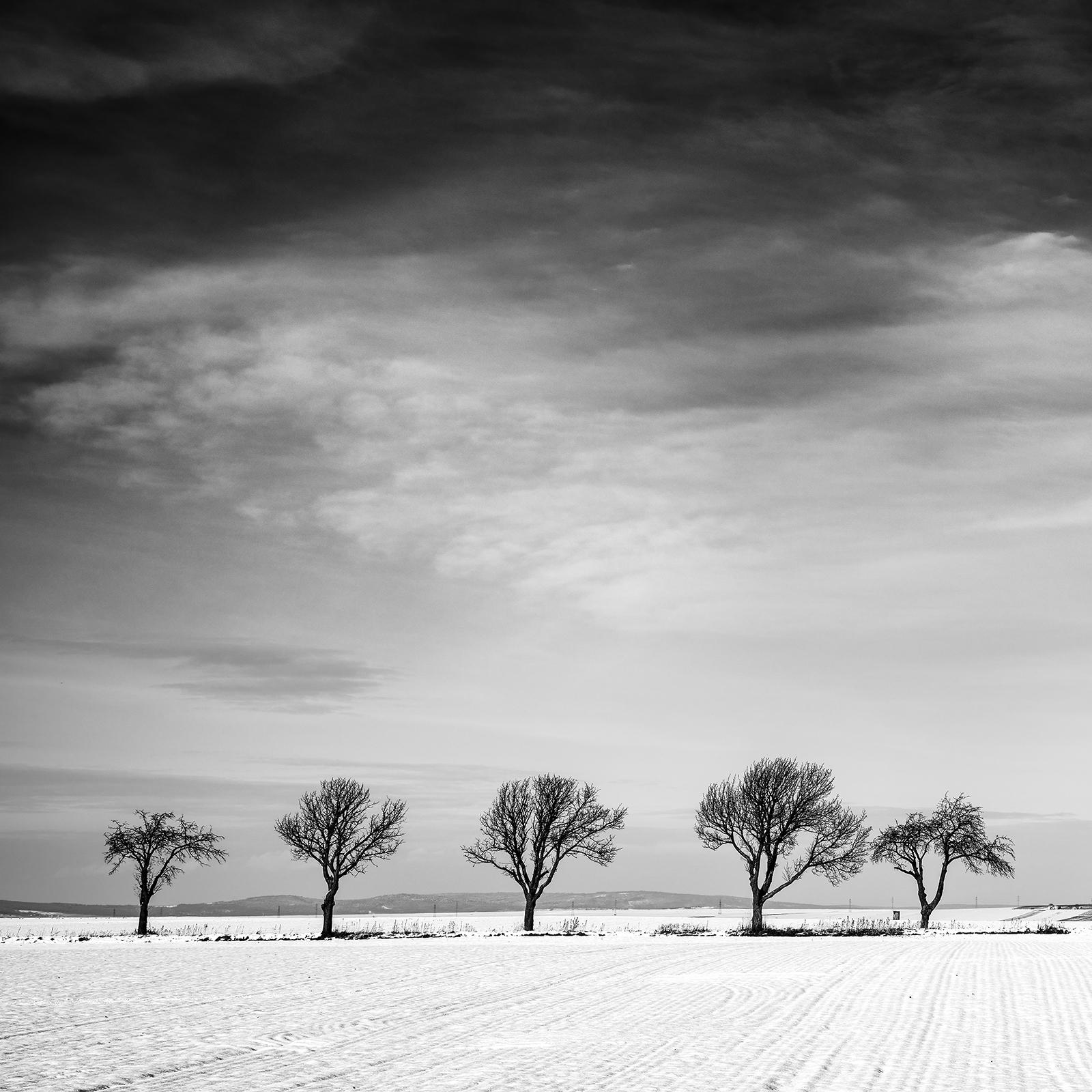 Undici alberi in un campo di neve, Winter Wonderland, Paesaggio, Edizione Limitata in vendita 3