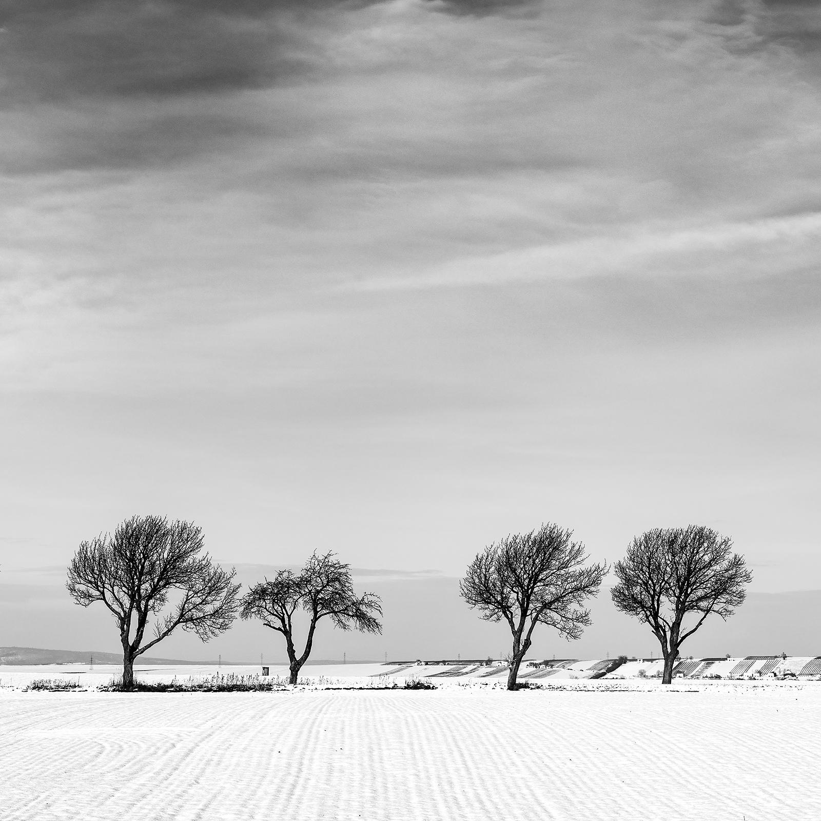 Undici alberi in un campo di neve, Winter Wonderland, Paesaggio, Edizione Limitata in vendita 4