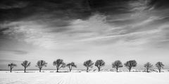 Undici alberi in un campo di neve, Winter Wonderland, Paesaggio, Edizione Limitata