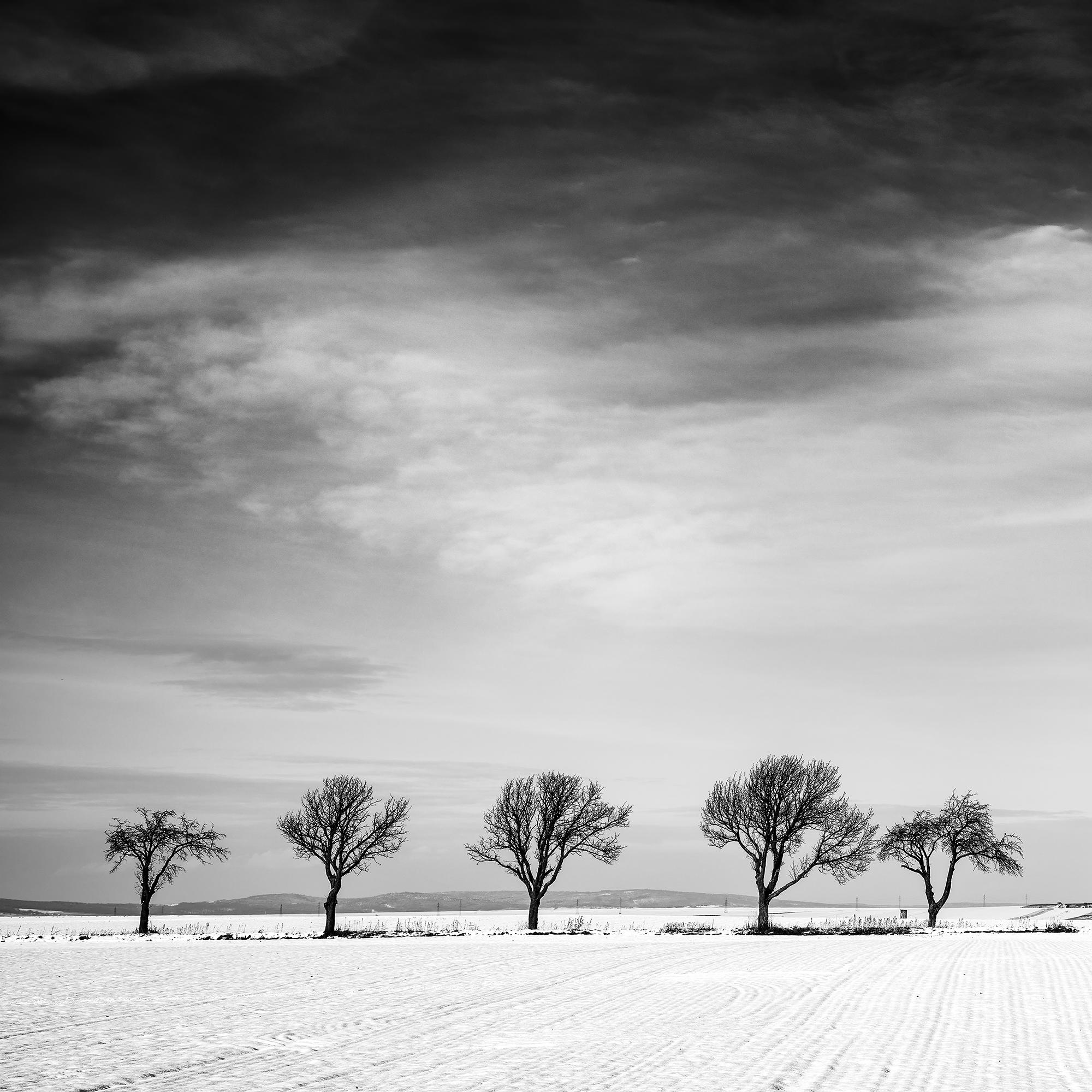 Once árboles en el campo nevado, País de las Maravillas Invernal, Paisaje, Edición Limitada en venta 5