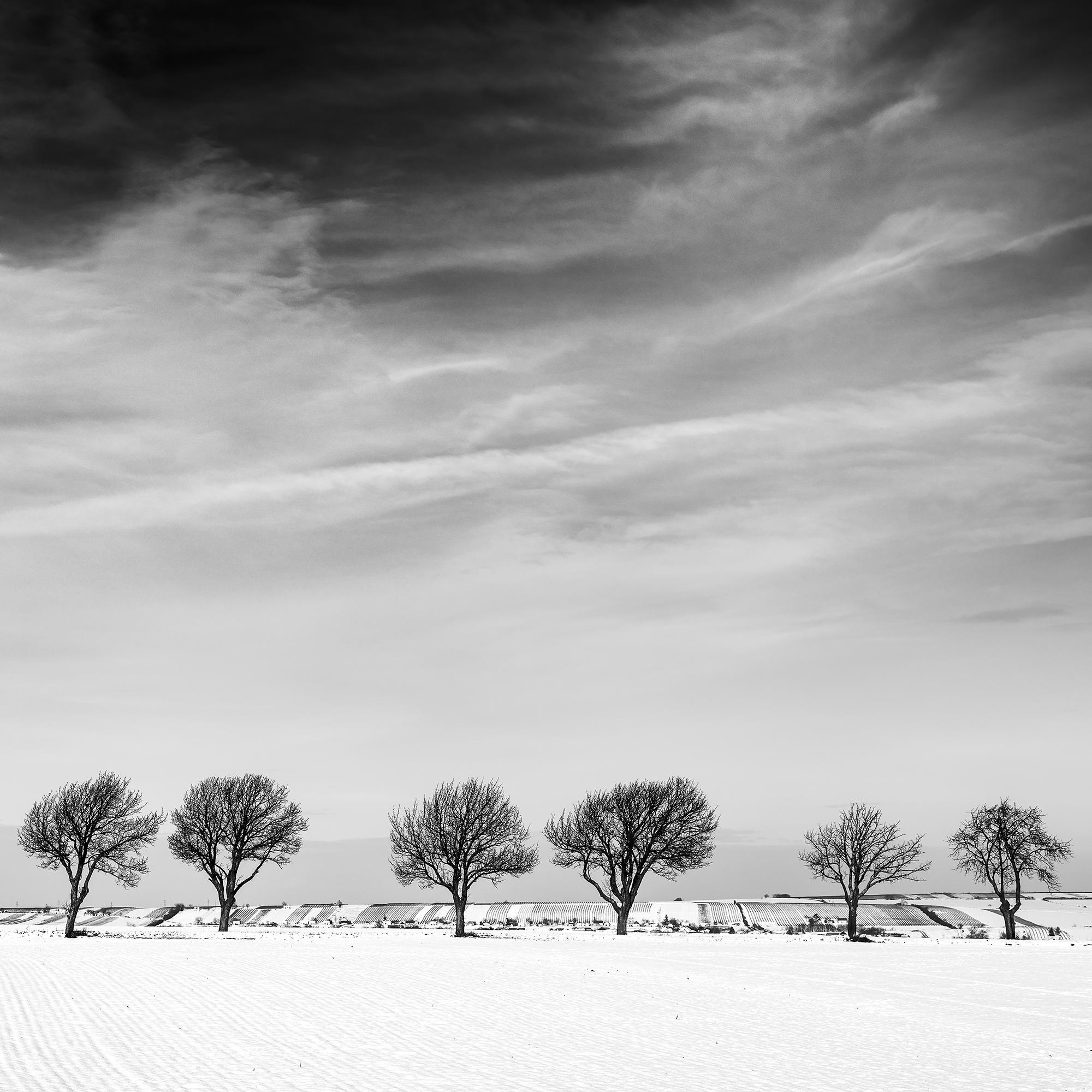 Once árboles en el campo nevado, País de las Maravillas Invernal, Paisaje, Edición Limitada en venta 6