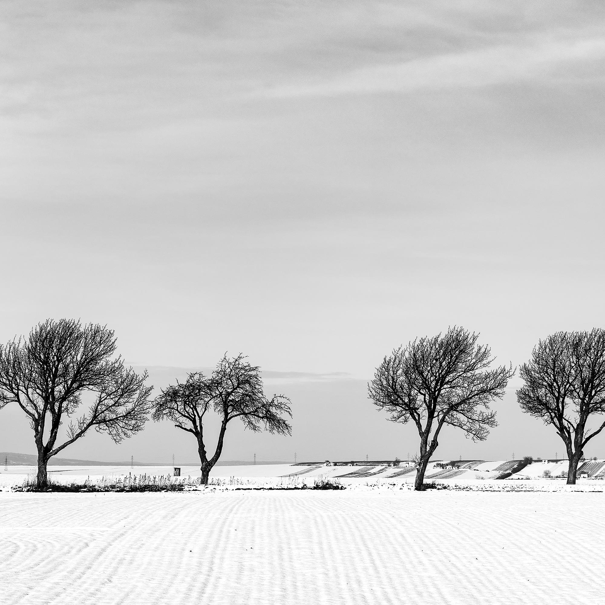 Once árboles en el campo nevado, País de las Maravillas Invernal, Paisaje, Edición Limitada en venta 7