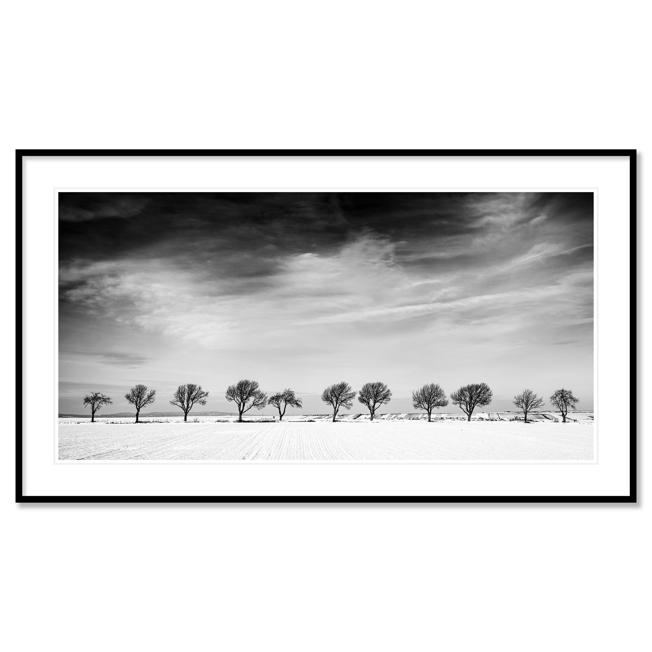 Fotografía panorámica artística en blanco y negro. Paisaje invernal con árboles en hilera, arte minimalista, edición de 9. Firmado, titulado, fechado y numerado por el artista. Certificado de autenticidad incluido. Impreso con un borde blanco de 4