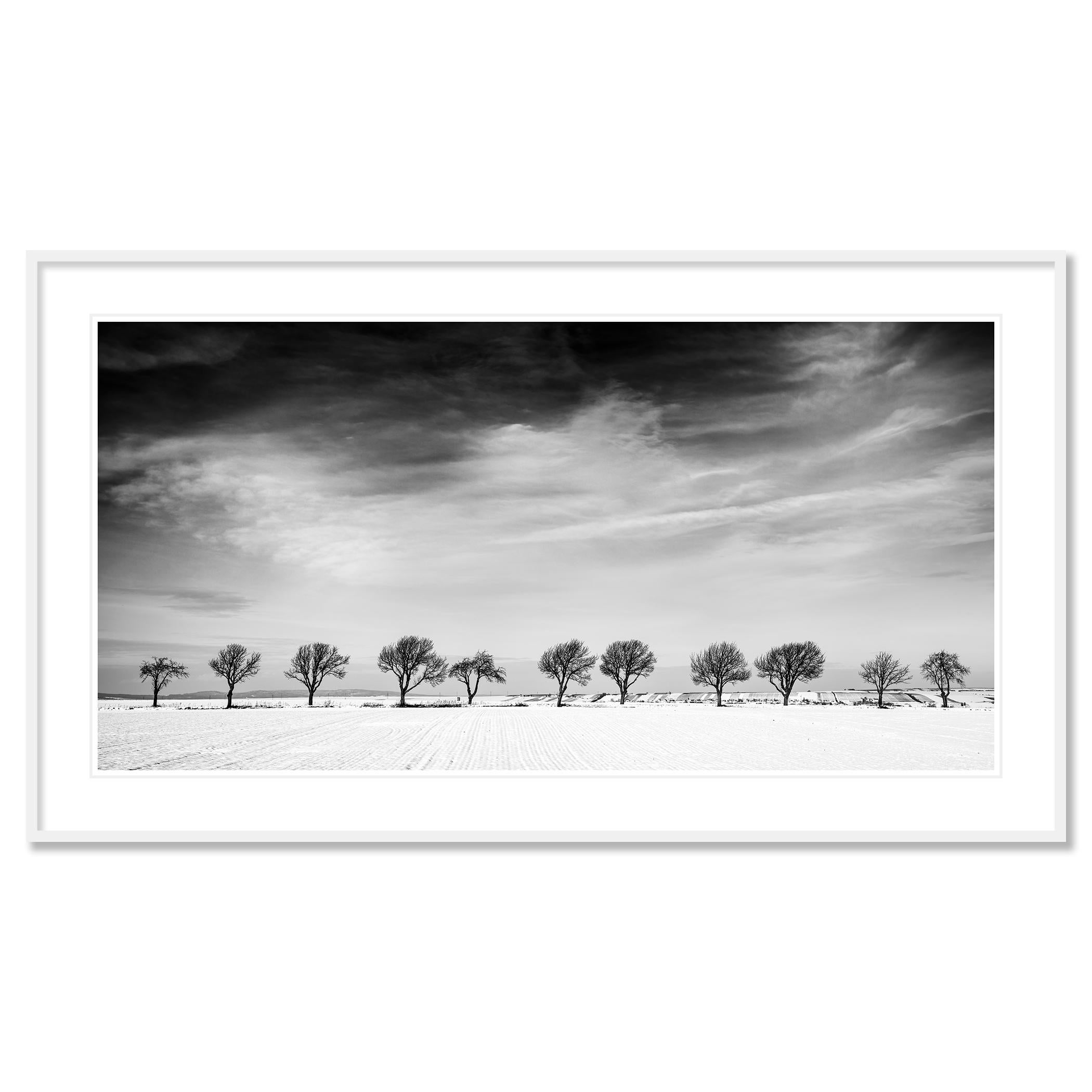 Once árboles en el campo nevado, País de las Maravillas Invernal, Paisaje, Edición Limitada en venta 1