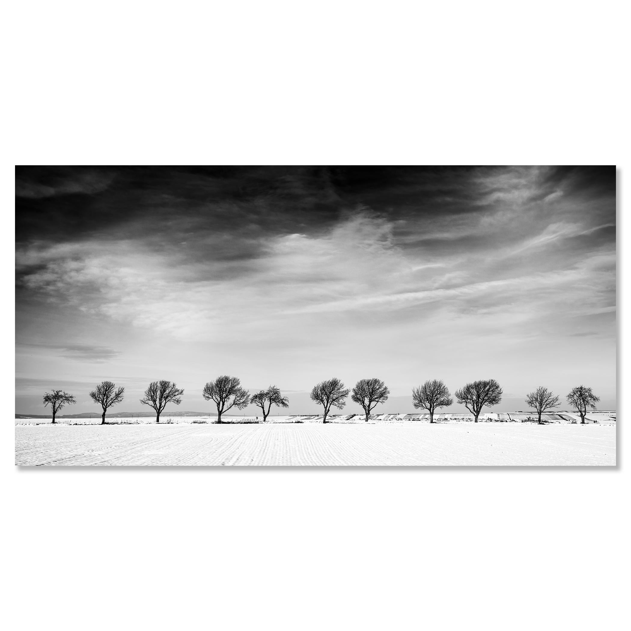 Once árboles en el campo nevado, País de las Maravillas Invernal, Paisaje, Edición Limitada en venta 3