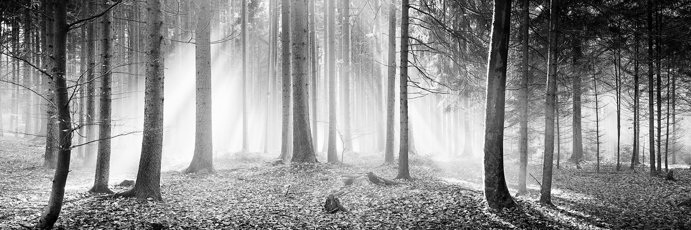 Black and White Photograph Gerald Berghammer - Forêt enchantée Arbres brumeux ensoleillé noir blanc panorama photographie de paysage