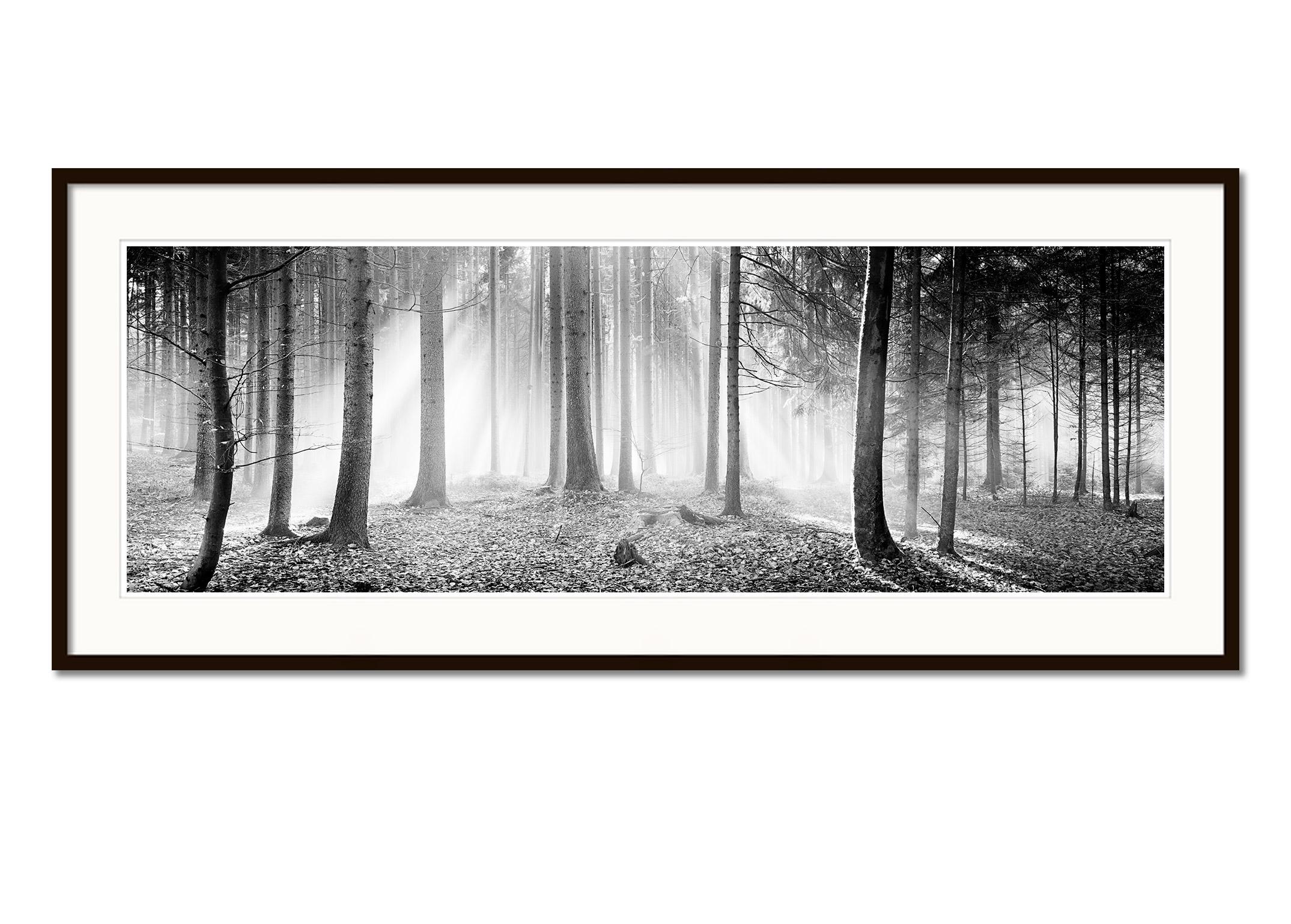 Enchanted Forest, Nebel, sonniger Morgen, Schwarz-Weiß-Fotografie, Landschaft (Grau), Landscape Photograph, von Gerald Berghammer