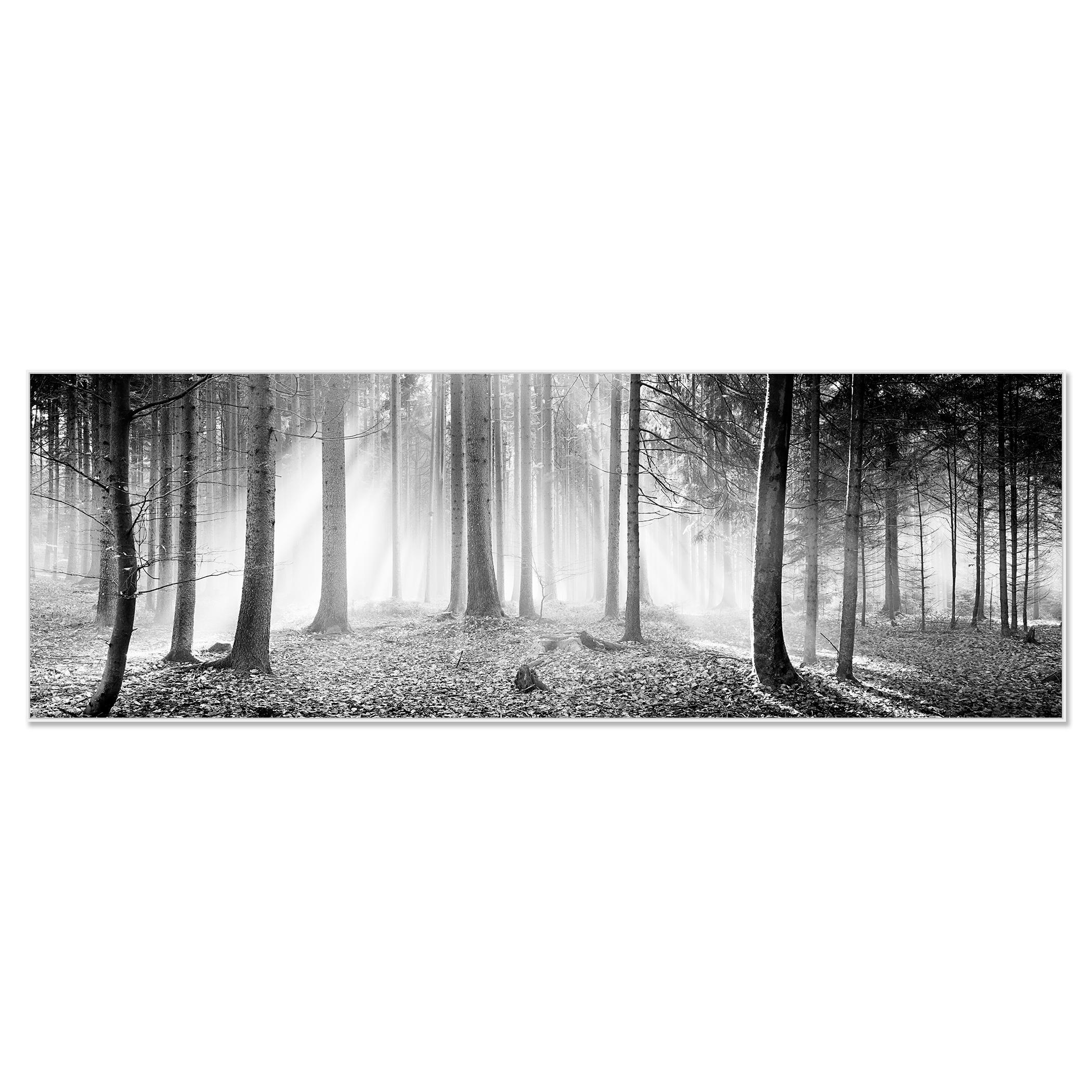 Enchanted Forest, Trees, black and white panorama landscape photography - Contemporary Photograph by Gerald Berghammer