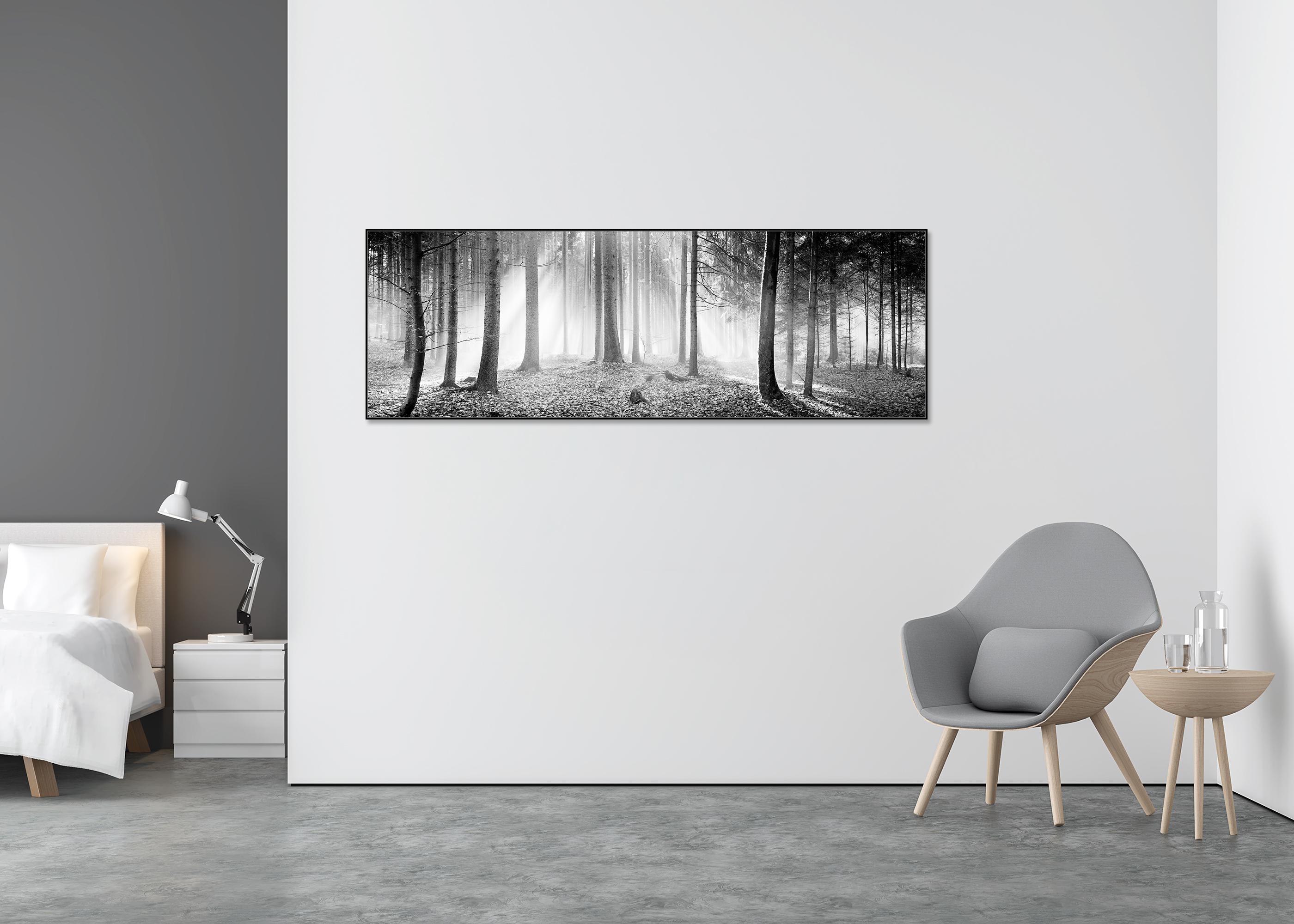 Enchanted Forest, Trees, black and white panorama landscape photography - Gray Black and White Photograph by Gerald Berghammer